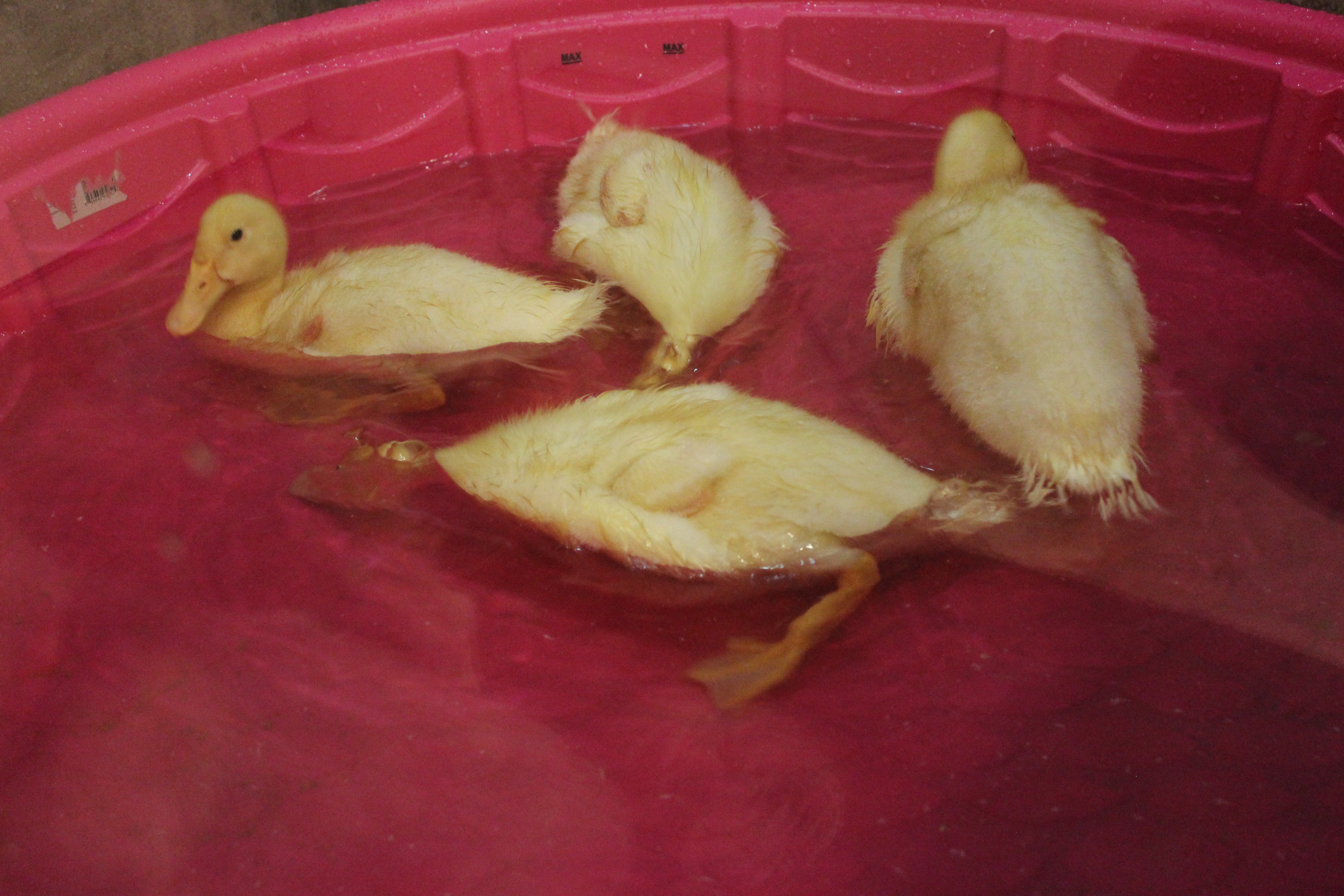10/7/13 - (22 days old)Bath time!