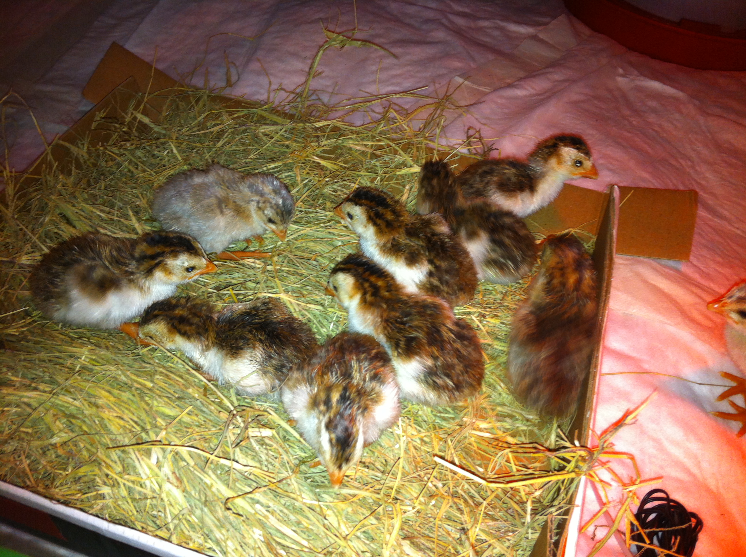 10 keets in the brooder