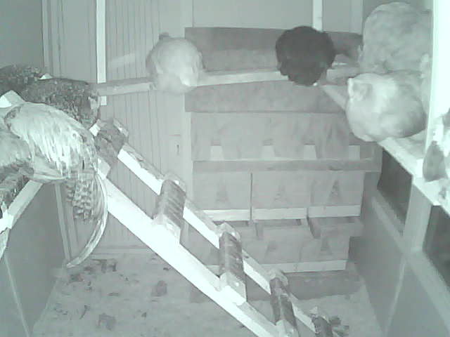 10 nesting boxes with insulating room darkening curtains stapled onto the openings of each box.  An upside down V is cut to allow the hens to enter the boxes.

Linoleum flooring covered in pine shavings make cleaning easier.  The walls are painted light green to brighten it up and make it much lighter inside.

Poop boards on one side and poop hammocks on the other side under the roosts catch all the night pooping which keeps the floor clean longer.