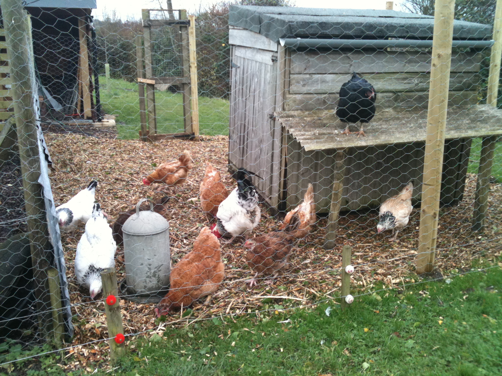 10 of our 32 chickens :)