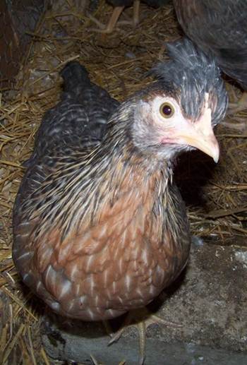 10 week old cream legbar pullet