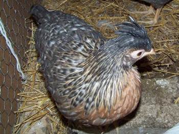 10 week old cream legbar pullet