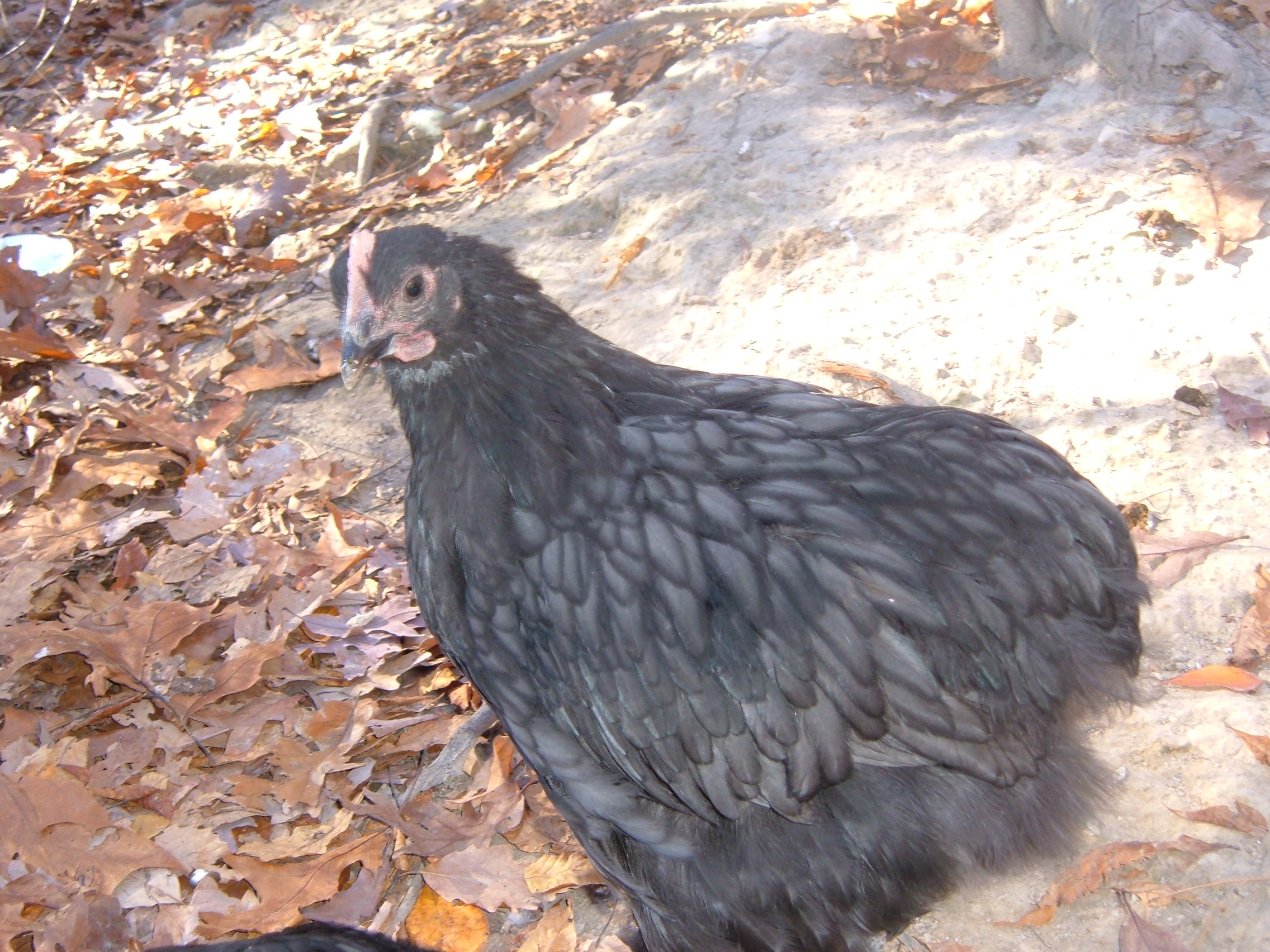 10 weeks.  Blue cockerel