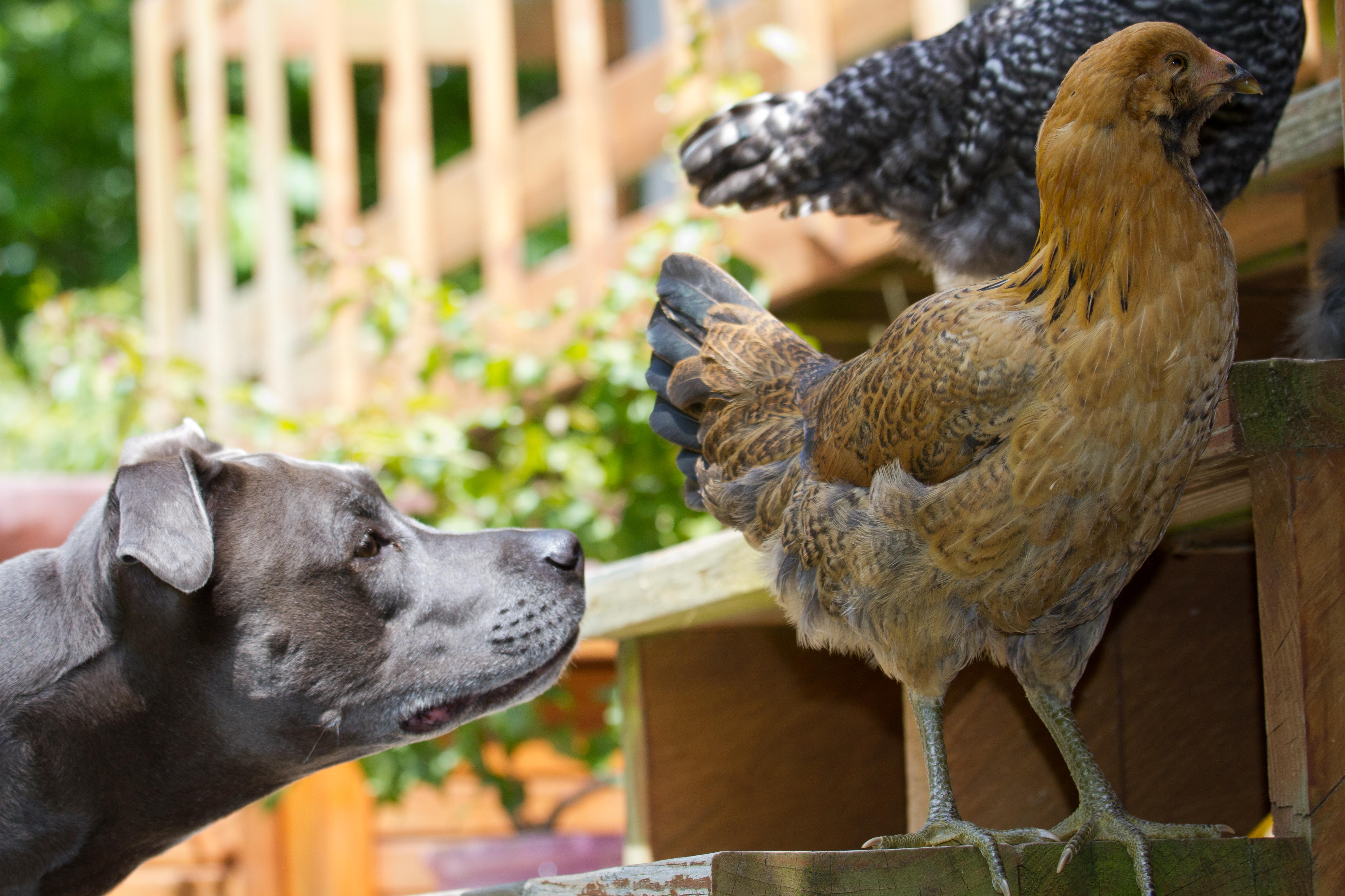10 weeks old,  "Can I just get a sniff?"