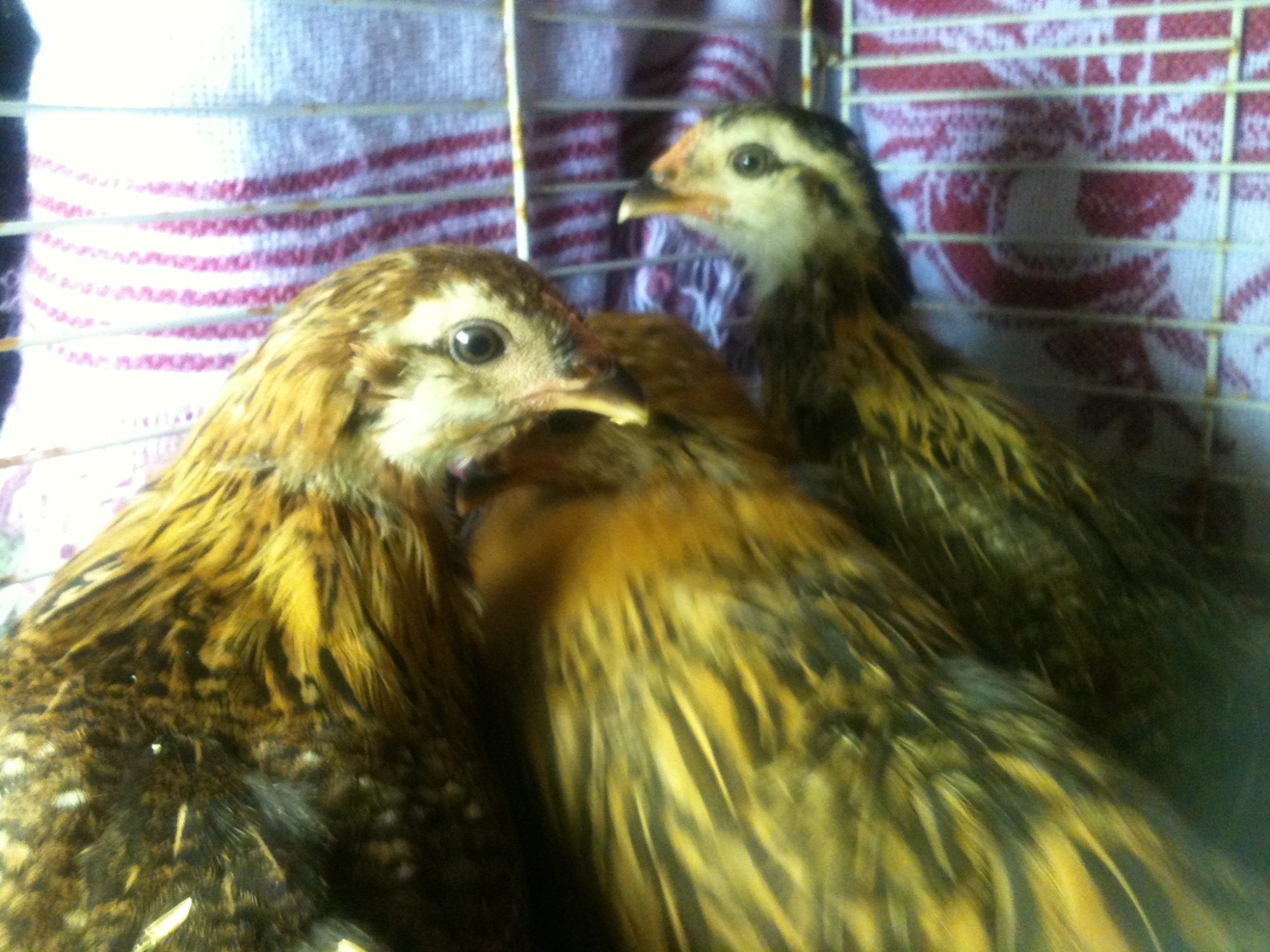 10 weeks old....Healthier, happy but still timid. Heads up not down and feathers gaining luster.