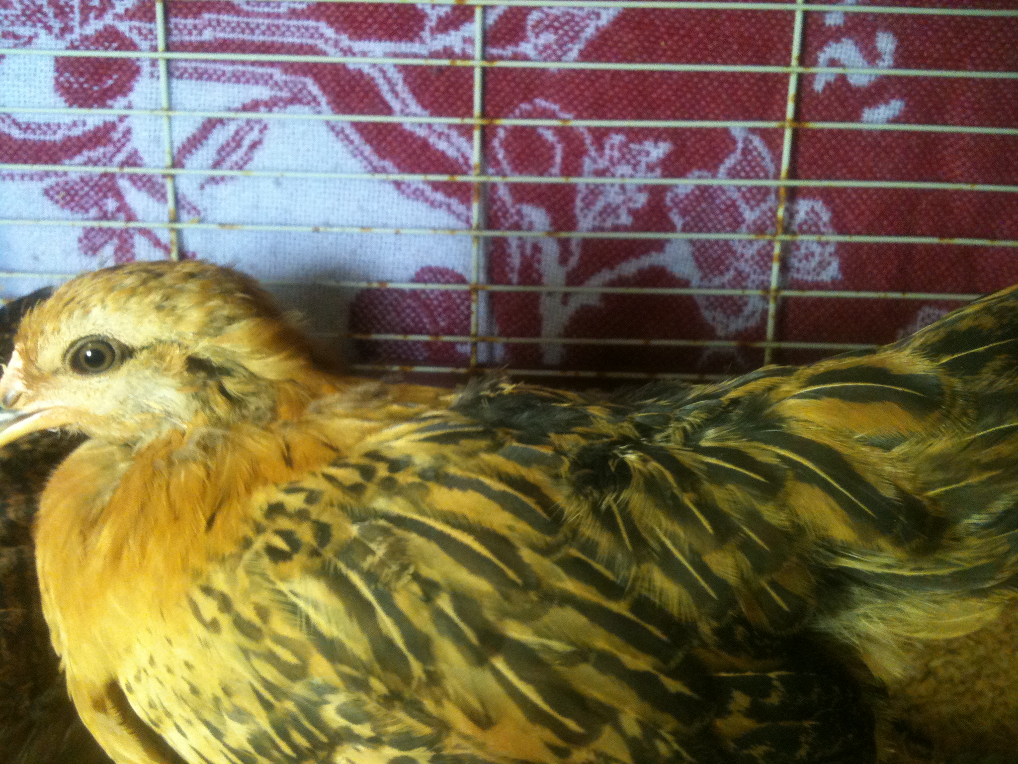 10 weeks old this one we call Frenchie. She has beautiful full plumage now and a sparkle in her eyes. Can you see the difference from two weeks ago? All of our girls were brooded indoors and all 7 were under UVB vitamin D lamps and heat lamps or pads. The 3 newest pictured below STILL will sit in front of that UVB light versus the heat lamp every time.