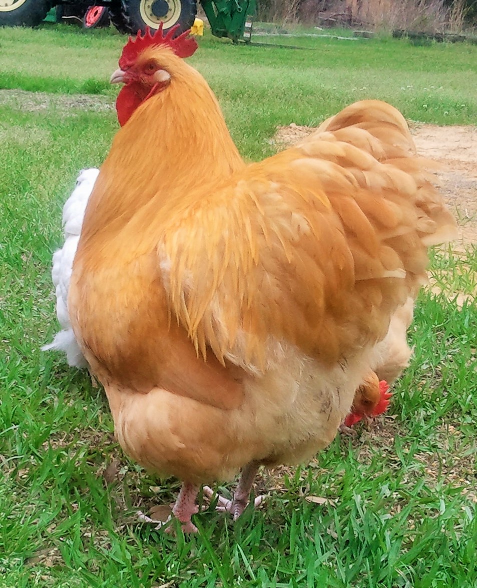 100% English Buff Orpington Rooster