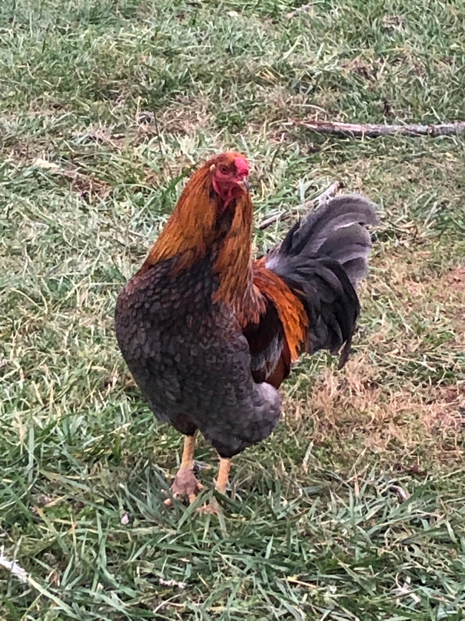 BACKYARD CHICKENS 101 intelligence overview