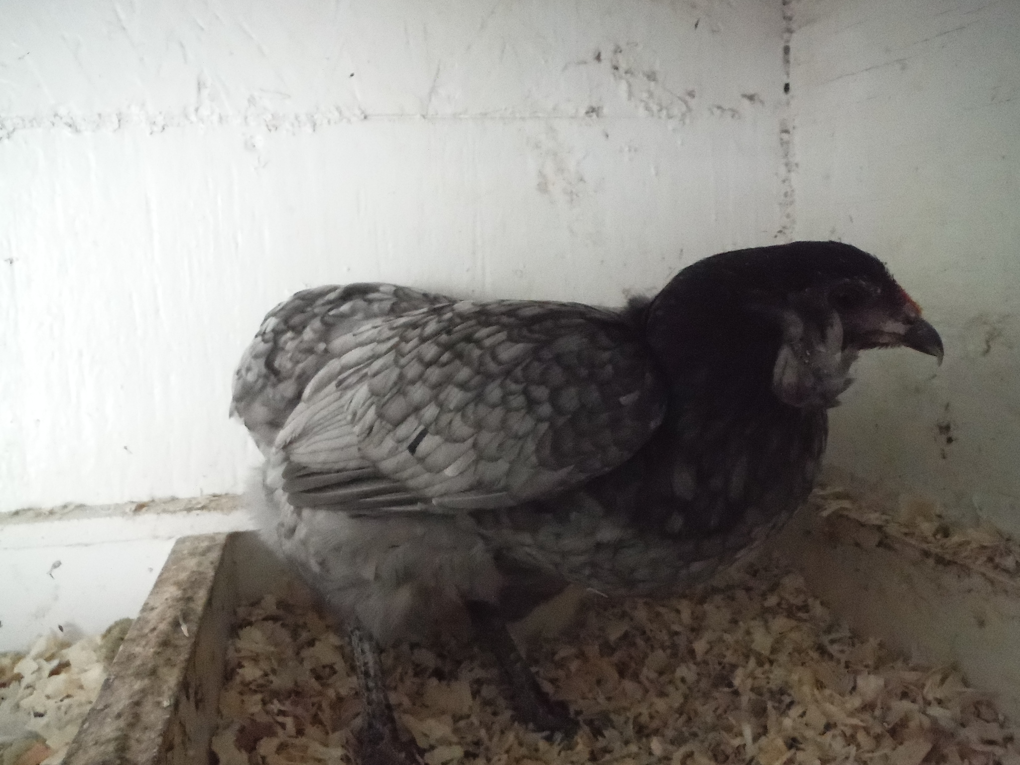 10th bird, hen. Tufted/rumpless, with nice lacing.
