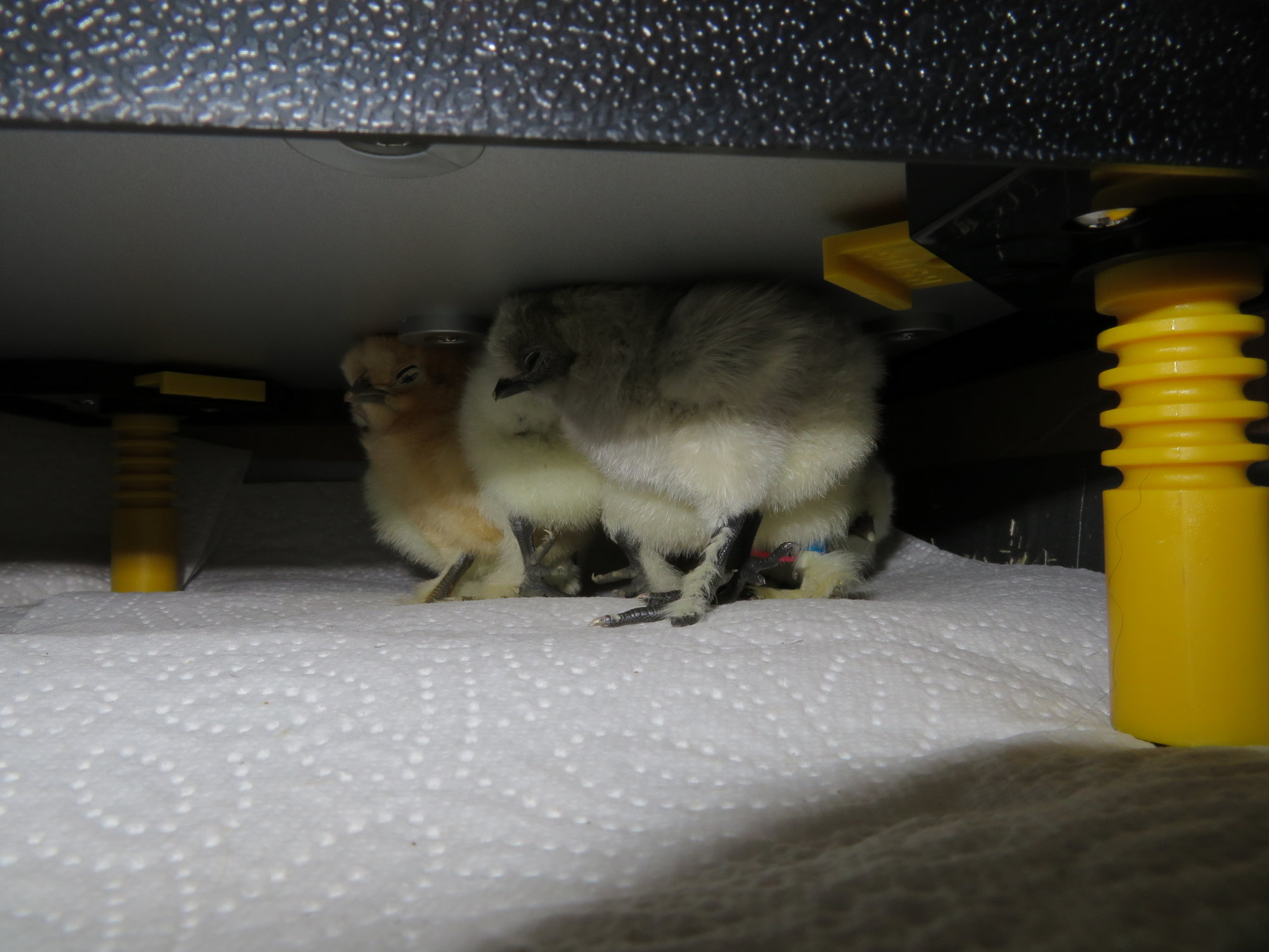11-10-2018 two days old 1
