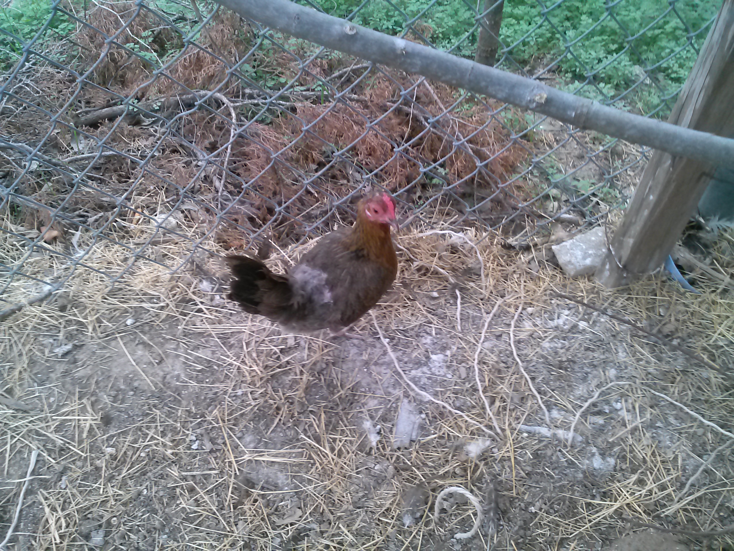 11-15-2012 Chickadee