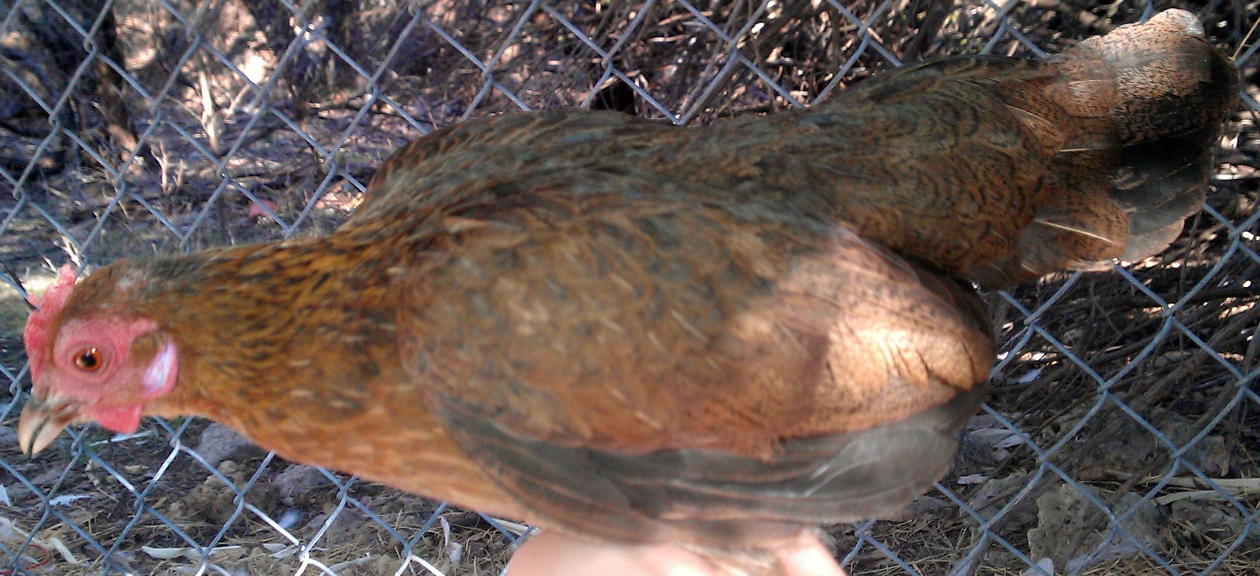 11-15-2012 chickadee