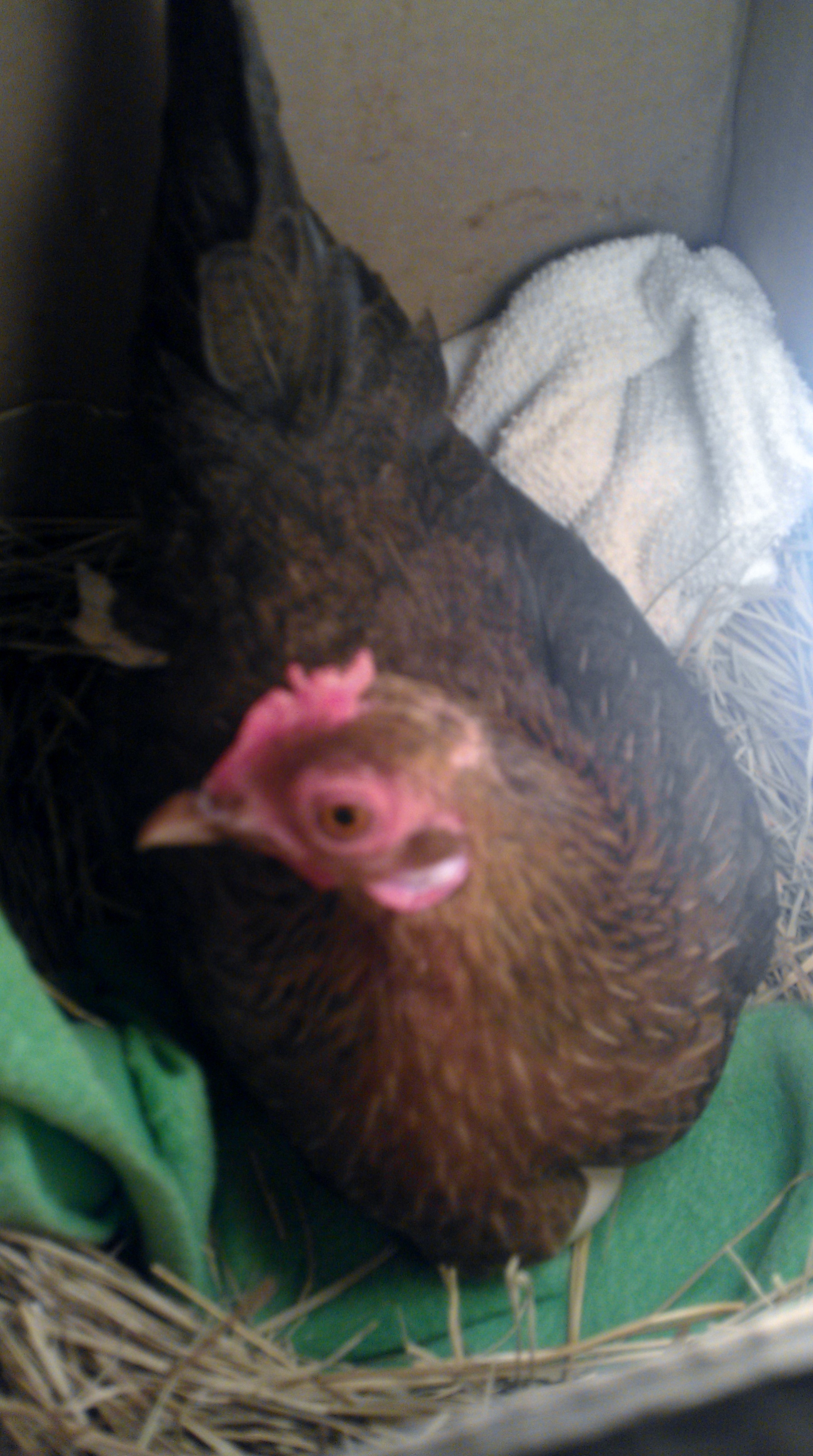 11-15-2012 Chickadee