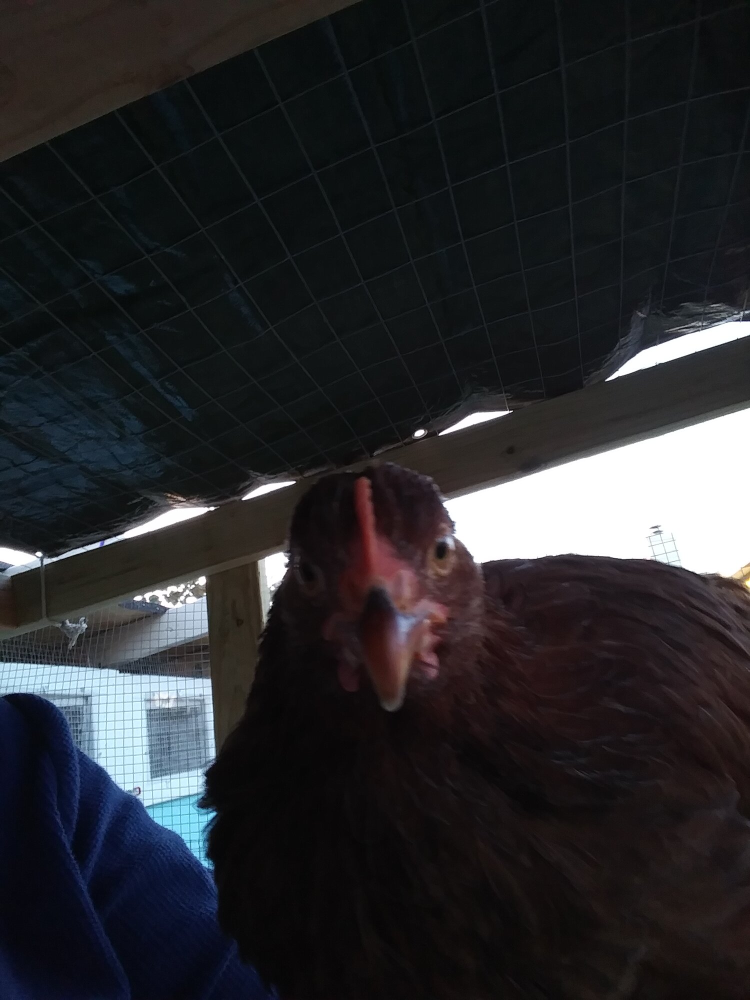 11-16-18 - Chicken Selfie 1