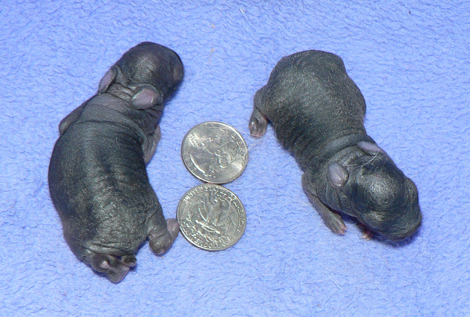 11/19/12 Netherland Dwarfs