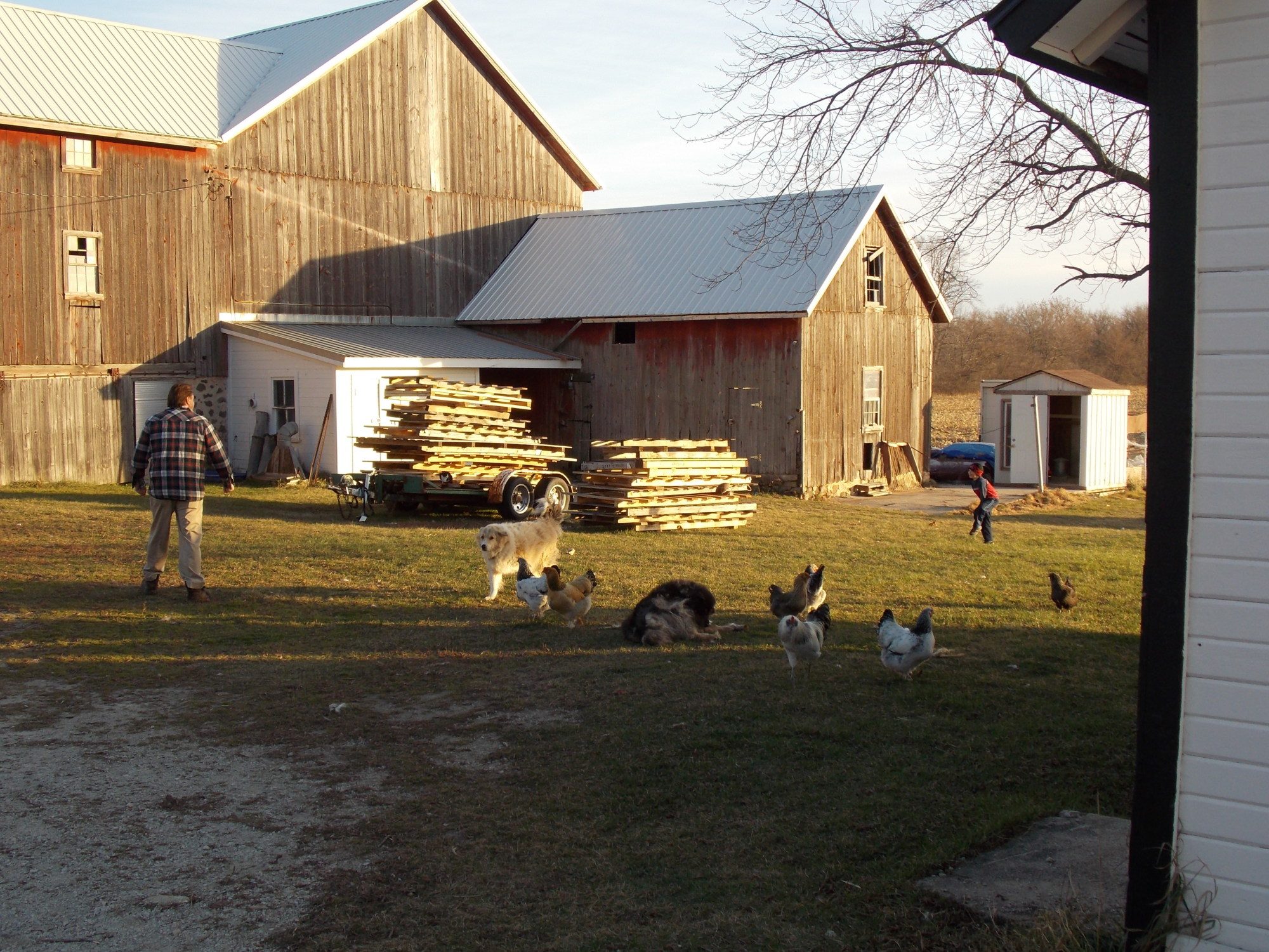 11/24/12  Dad & son playing some ball. One of the brahmas kept checking them out. She's too cute!