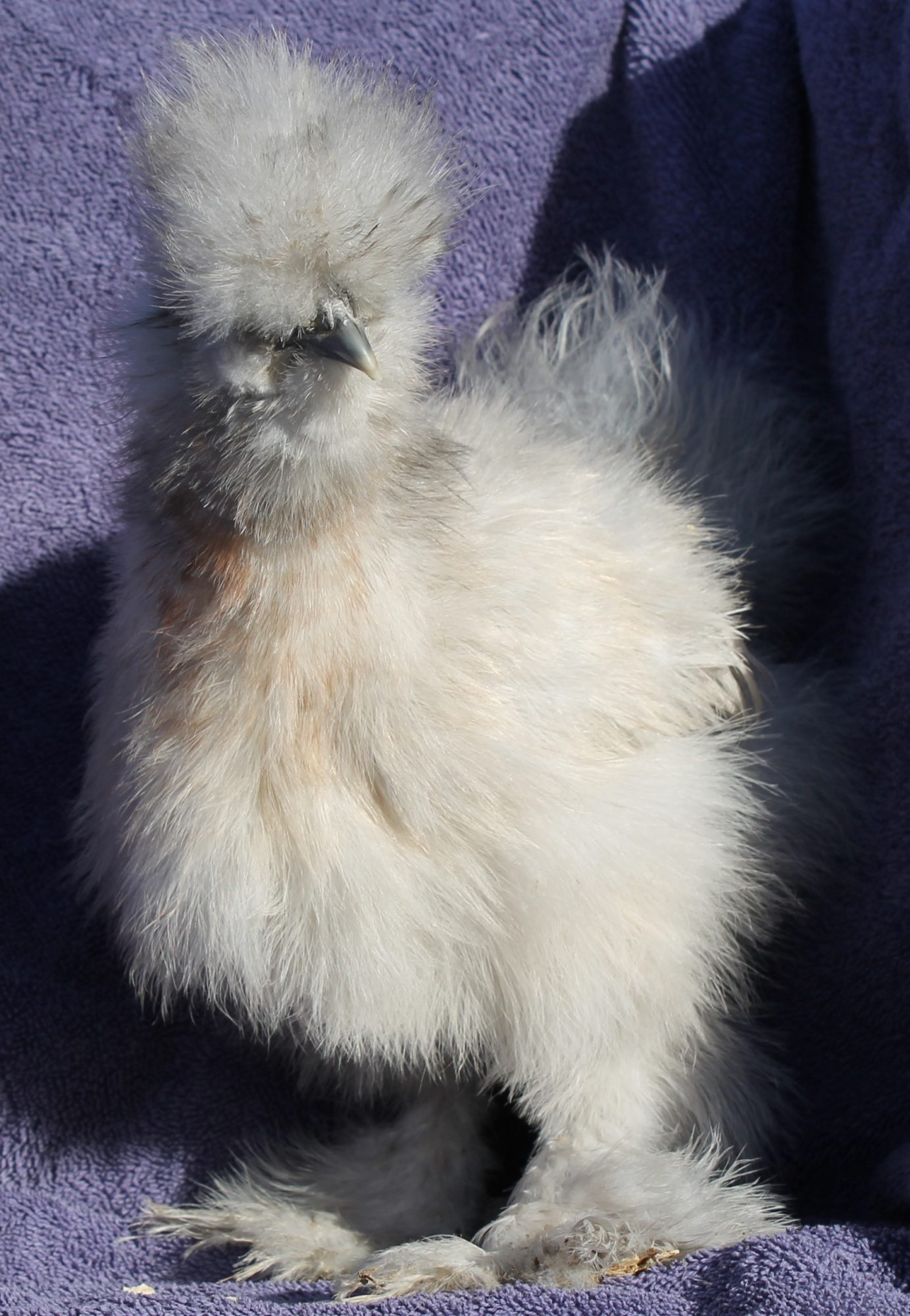 11/24/13 hatch Opus' buddy