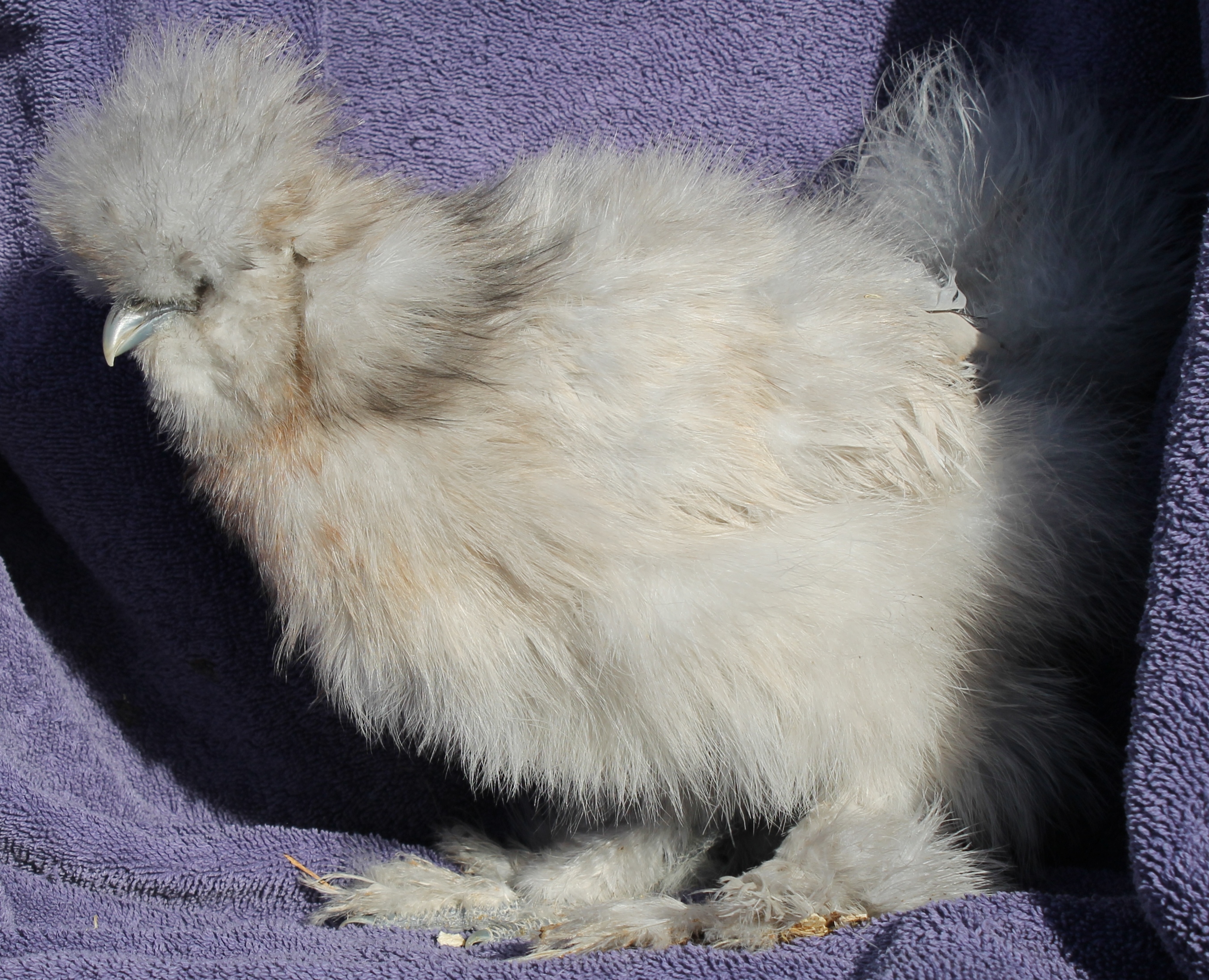 11/24/13 hatch Opus' buddy