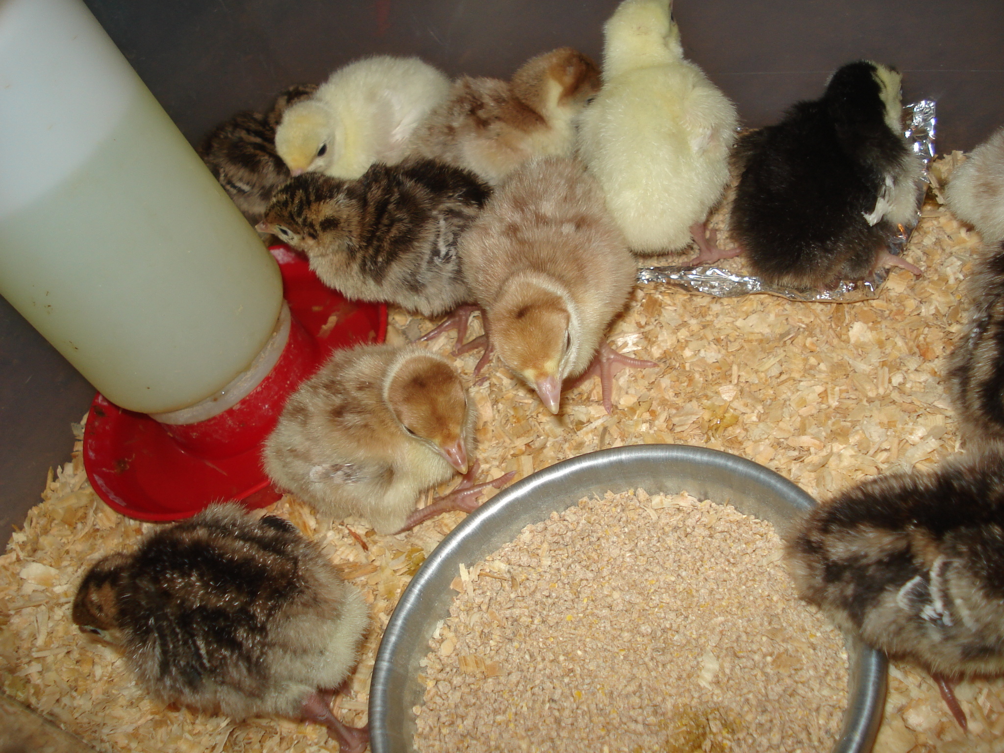 11 April - Arrival Day
18 Poults from Meyer Hatchery
6 Narragansett
4 Black Spanish
2 Royal Palm (We Think)
6 Bourbon Red (We Think)