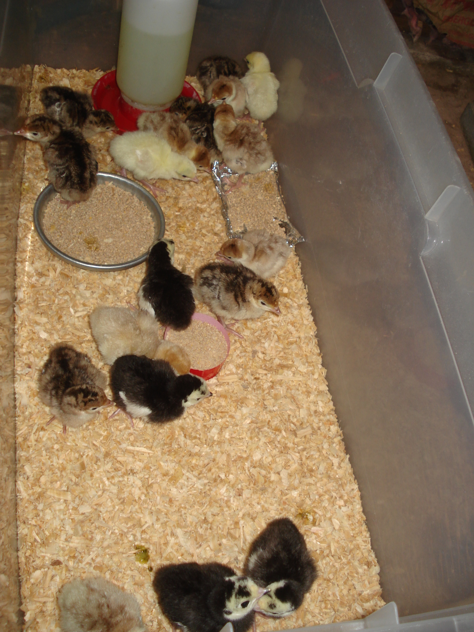 11 April - Arrival Day
18 Poults from Meyer Hatchery
6 Narragansett
4 Black Spanish
2 Royal Palm (We Think)
6 Bourbon Red (We Think)
