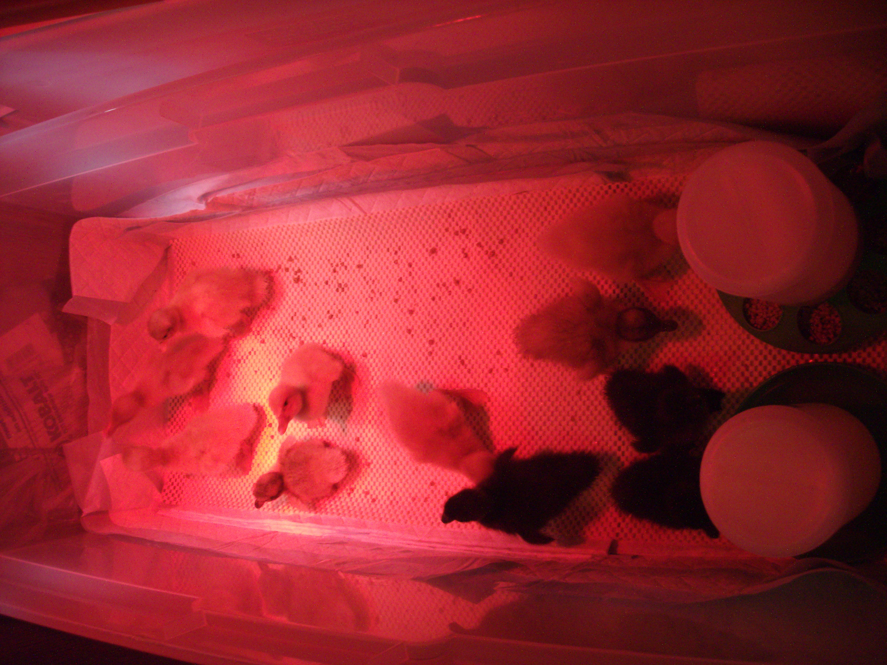 11 ducklings arrived 3-7-2012