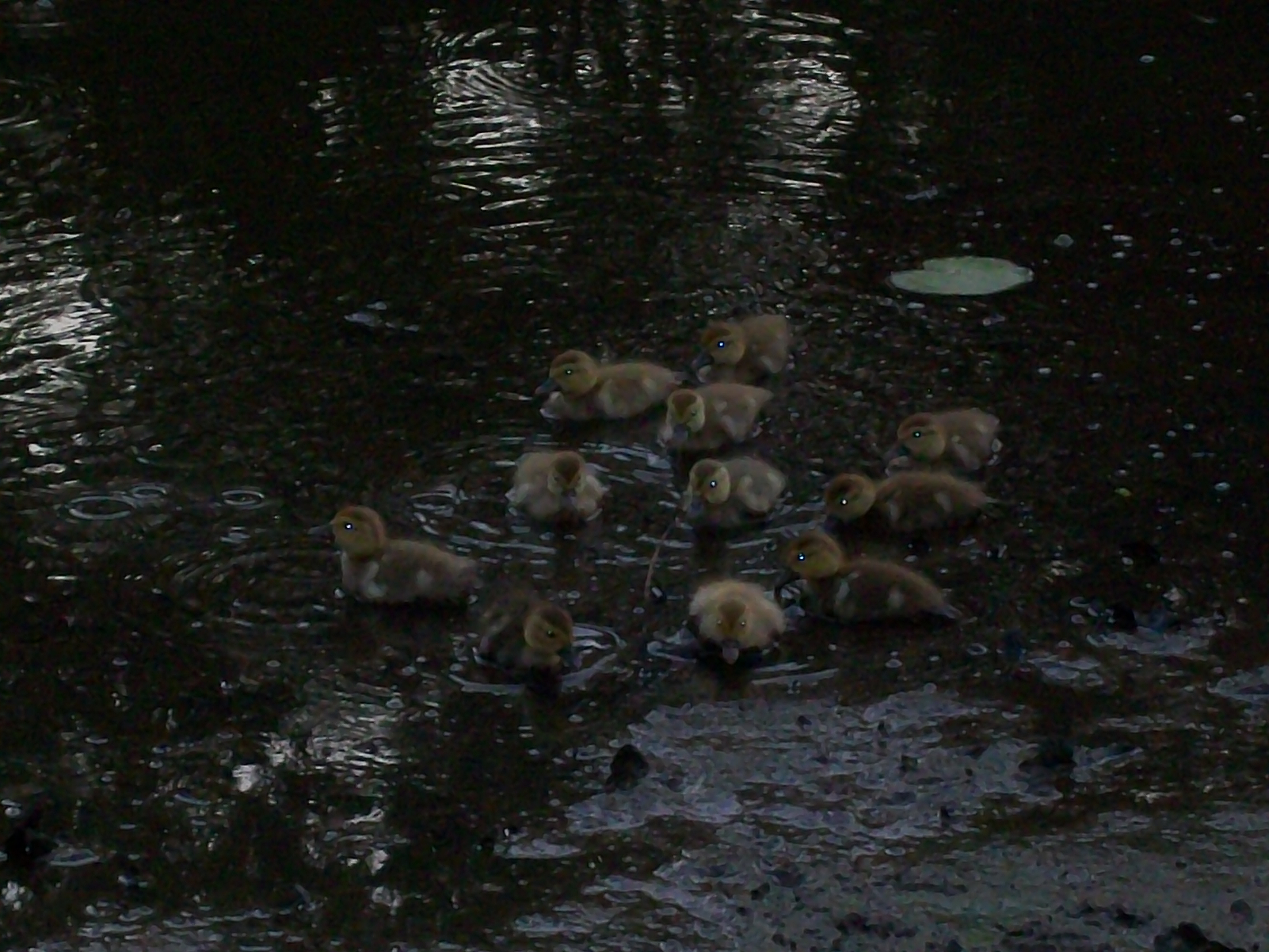 11 newest ducklings about 3 days old