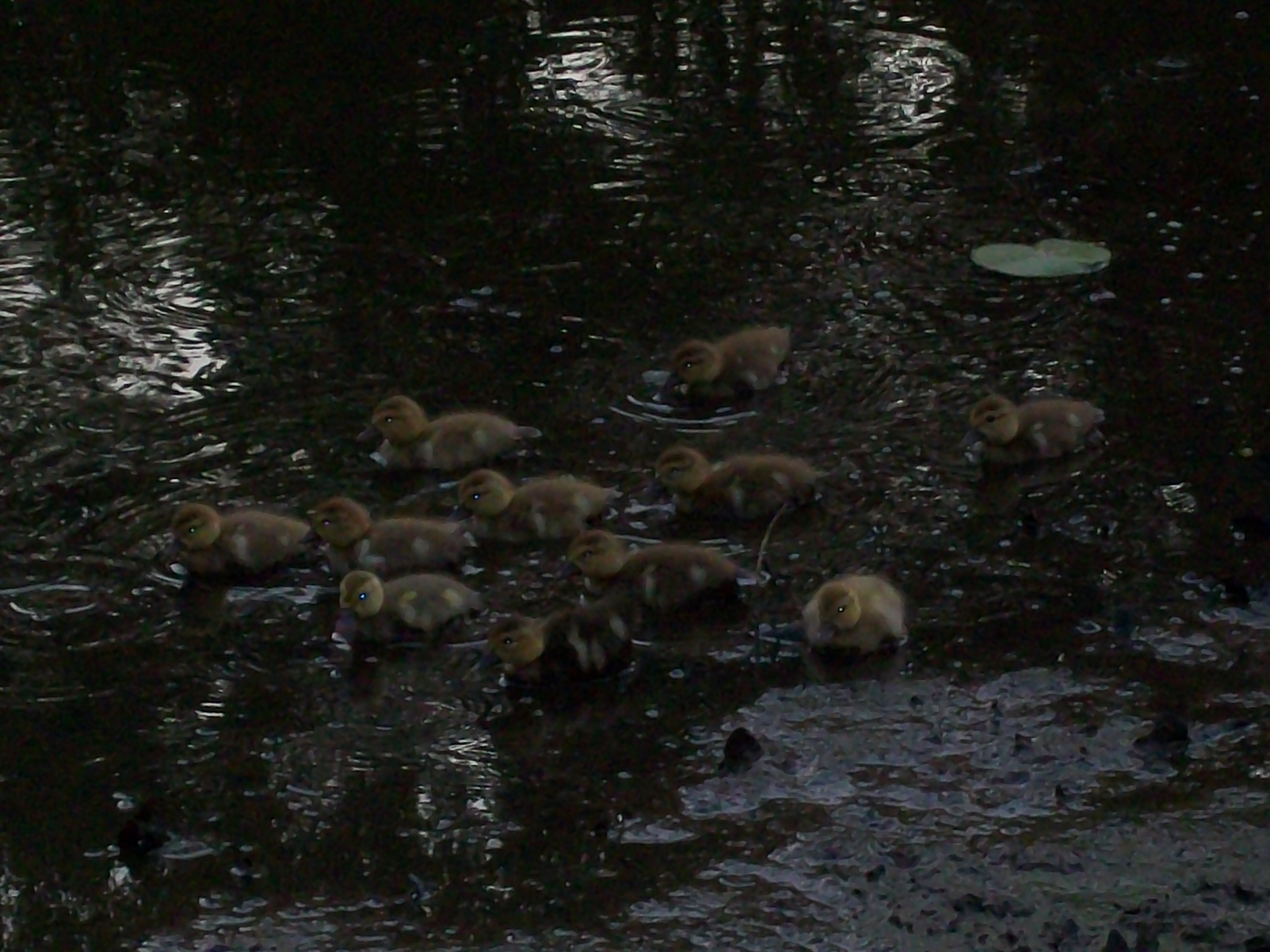 11 newest ducklings about 3 days old