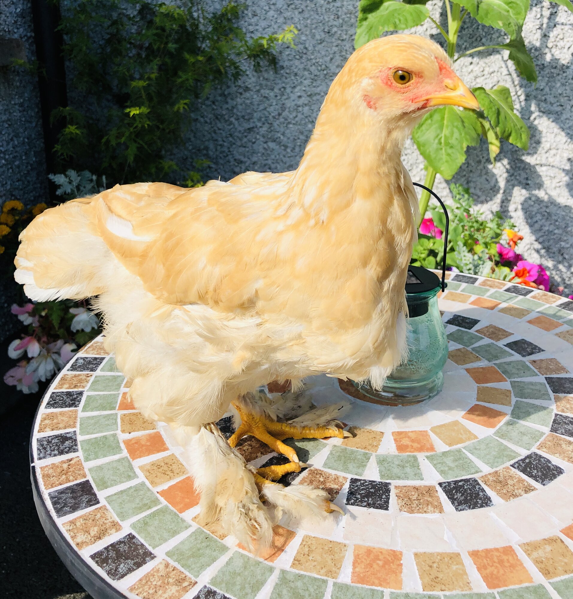 11 week old lemon Pyle Brahma  pullet