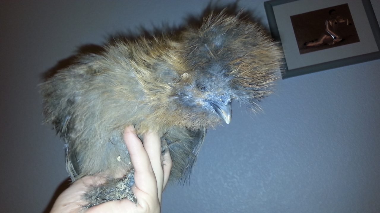 11 week old partridge pullet
Sweet and small
$25