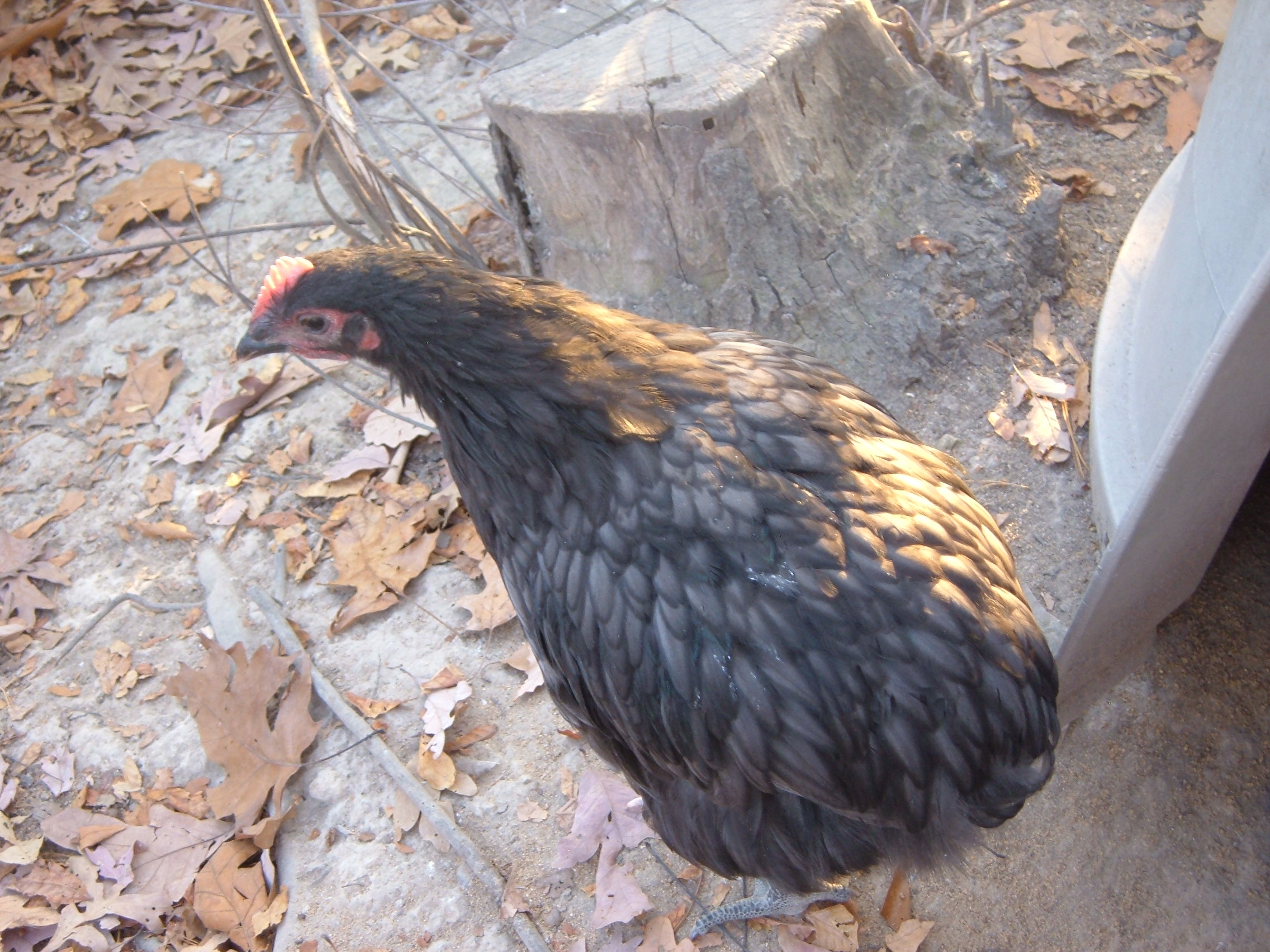 11 weeks.  Blue Cockerel