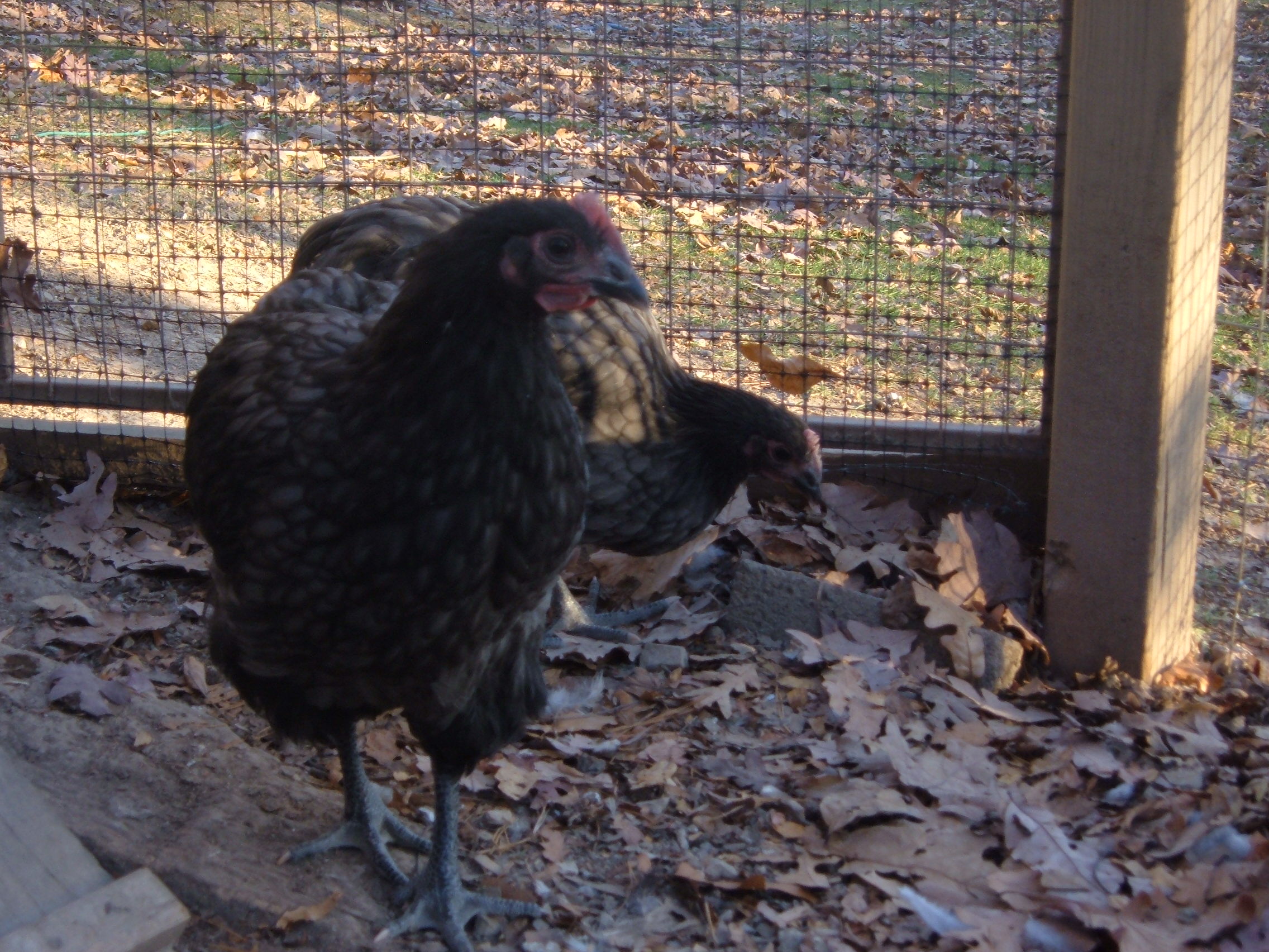 11 weeks
Front: Blue cockerel
Back: Blue runt pullet