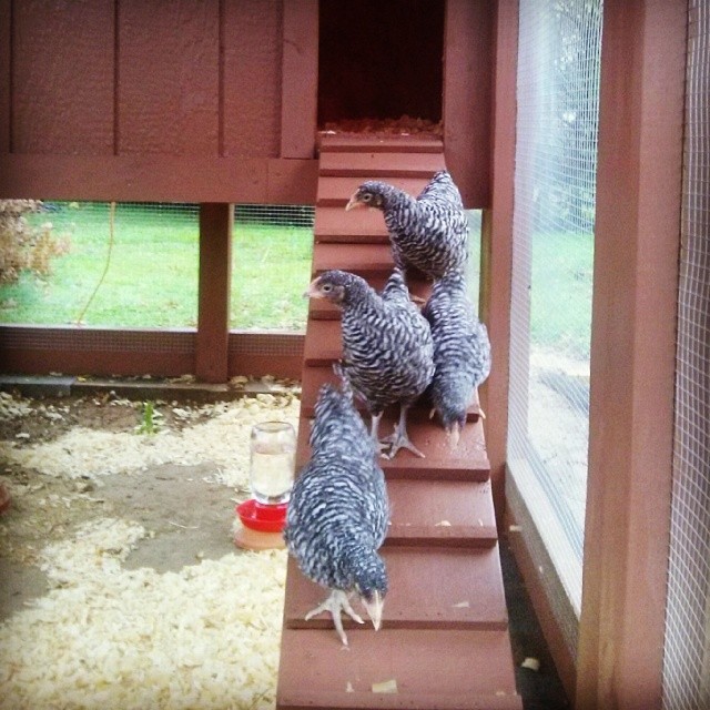11 weeks old. First day in the new coop