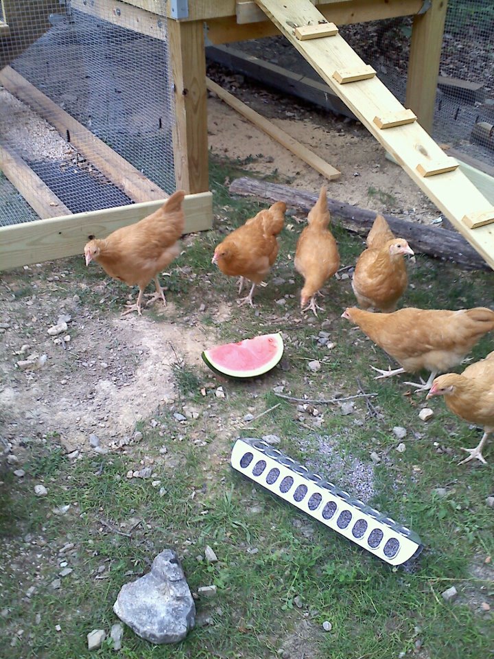 11 weeks old on 6/24/12 and not sure what to do with the watermelon!