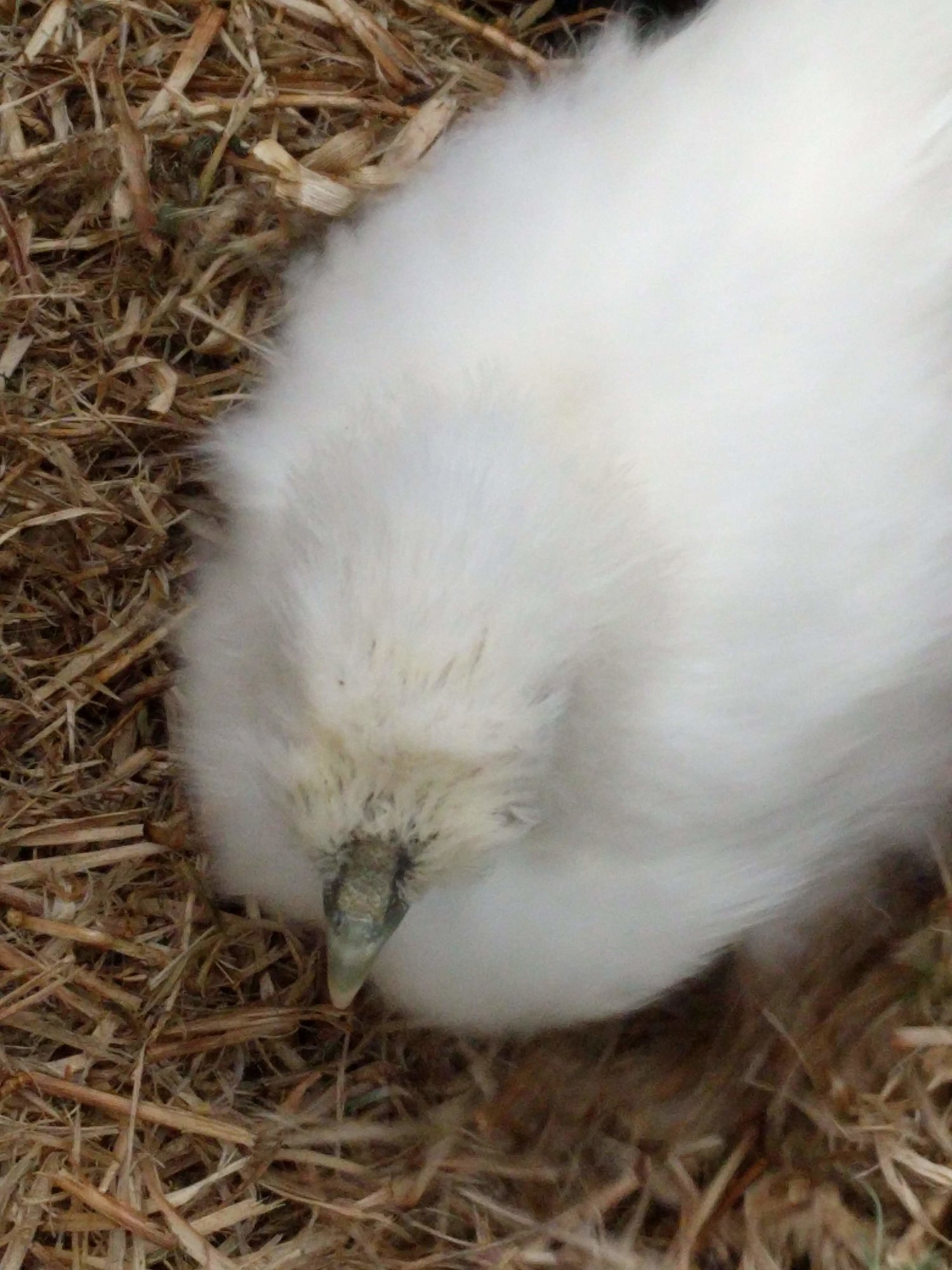 11_22_Foof_Topdown_Comb