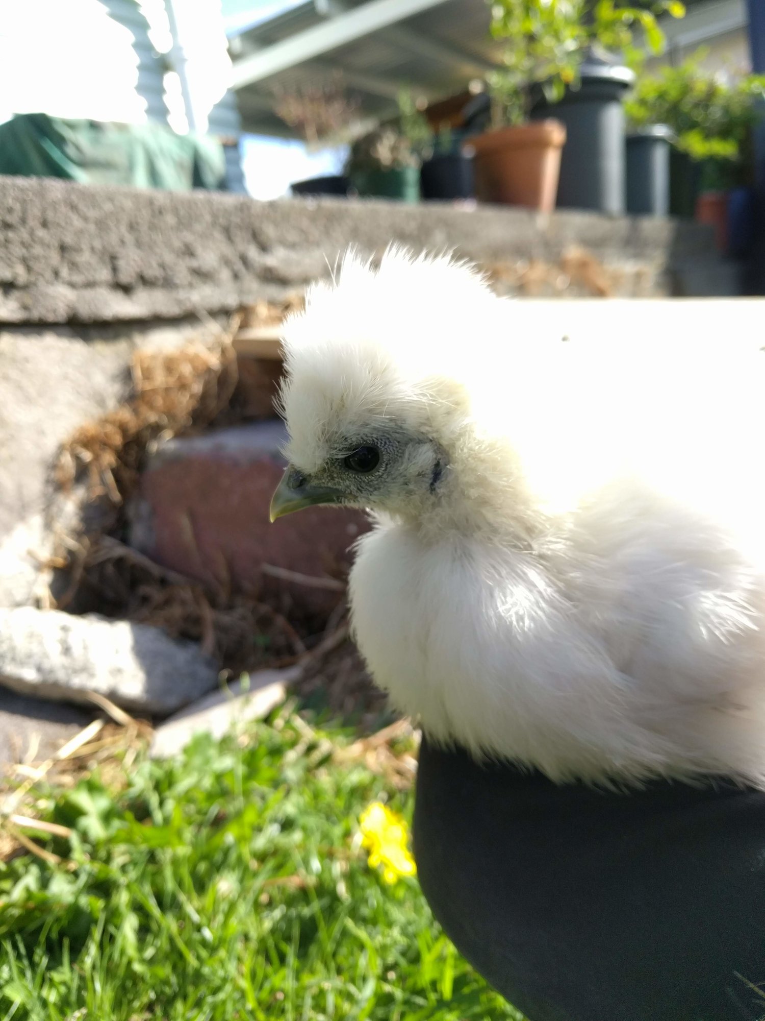 11_26_Foof_Profile