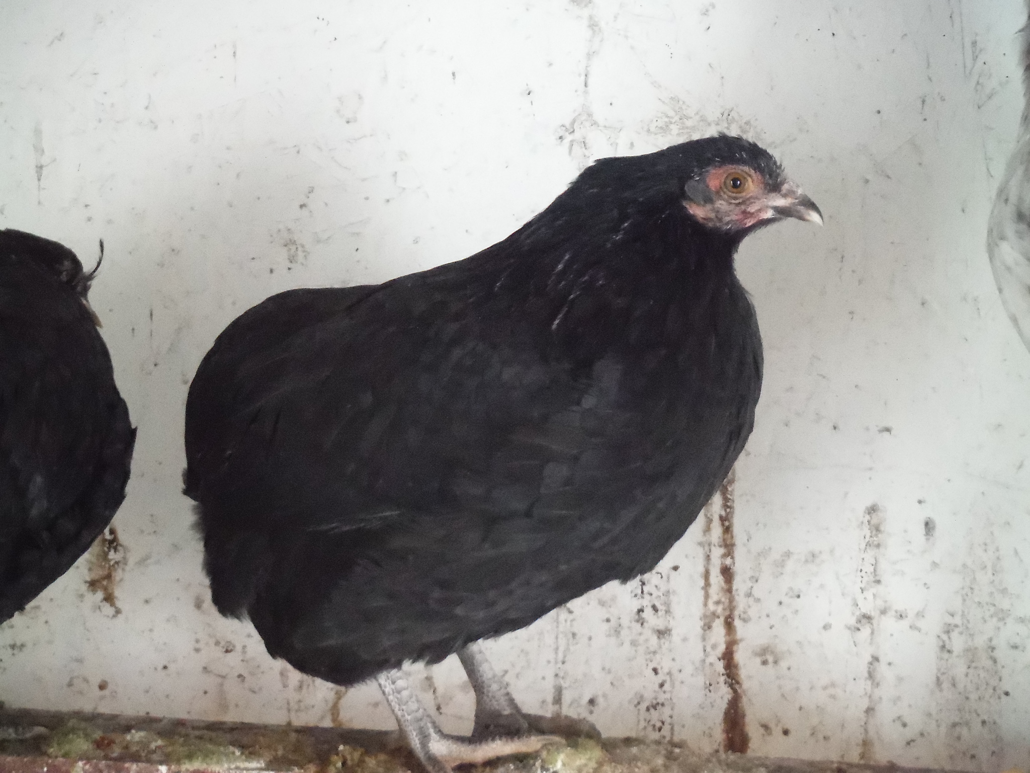 11th bird, pullet. Cleanfaced/rumpless.