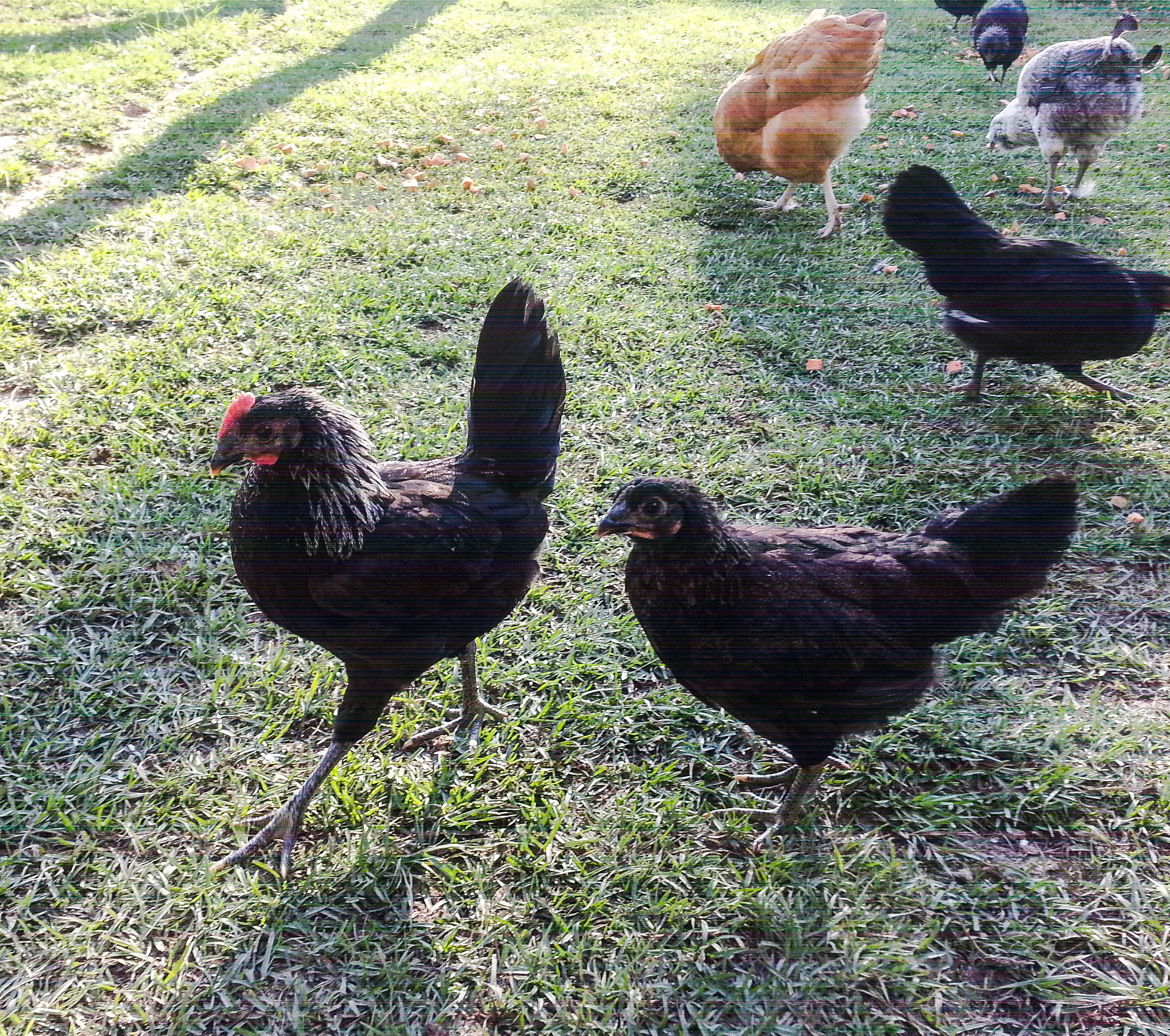 11week old roo with pullet