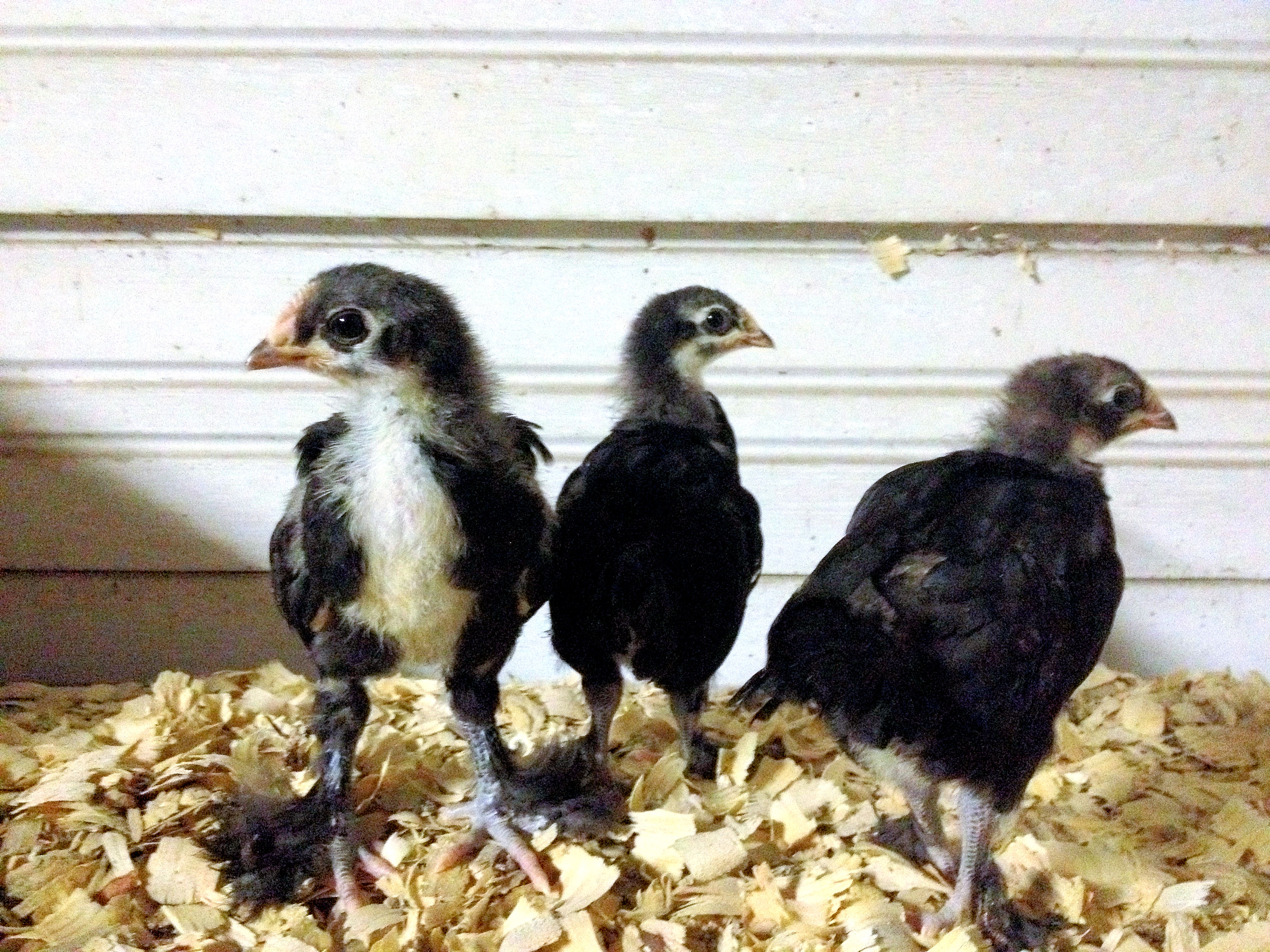 12/03/12 - 4 wk old trio of Langshans hatched 11/04/12
