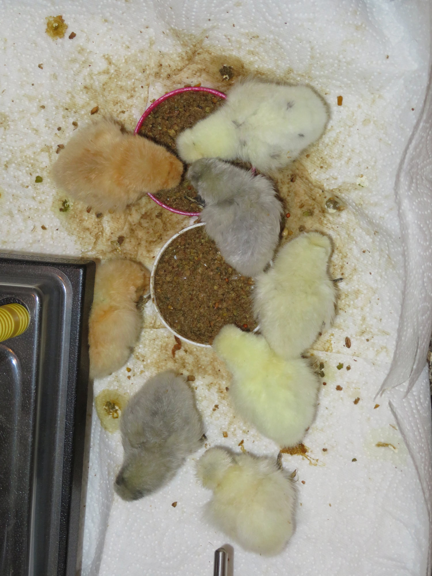 12-10-2018 three days old 1
