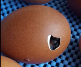 12/12/2015 FCBM hatch