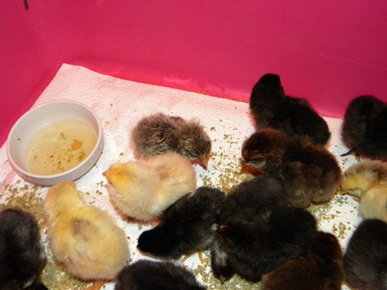 12/7 Large mix of purebred babies