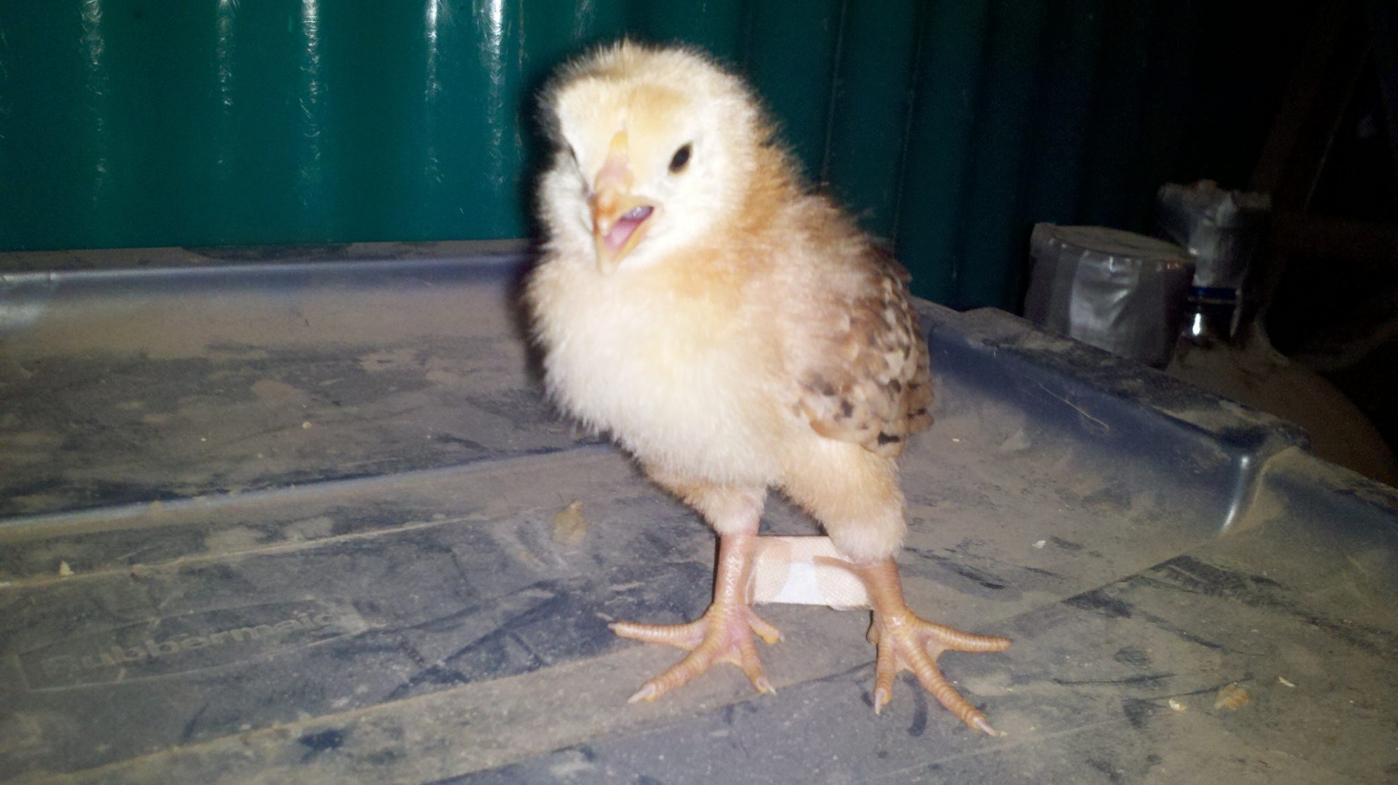 12 day old chick