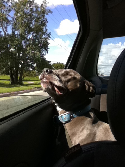 12 hour car ride... ready to commit!