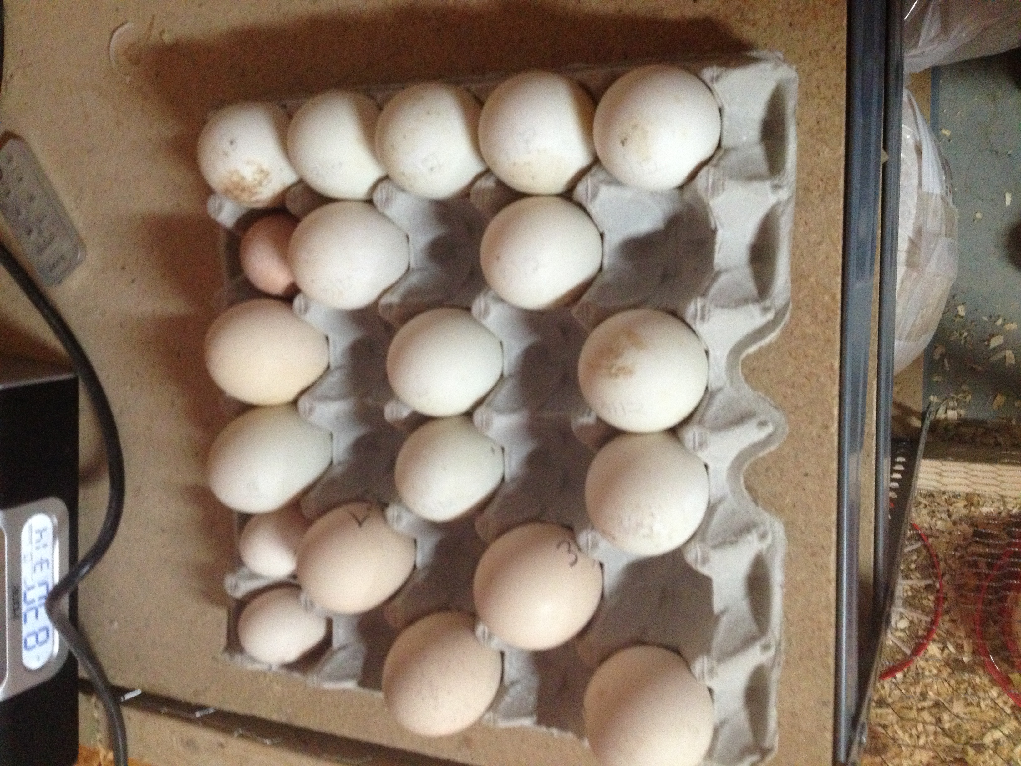 12 pekin eggs added and one silver laced pheasant egg. 4 pea eggs now n still one white silkie egg.