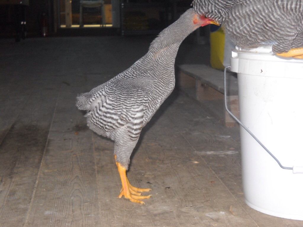 12 week old bantam Barred Rock cockerel