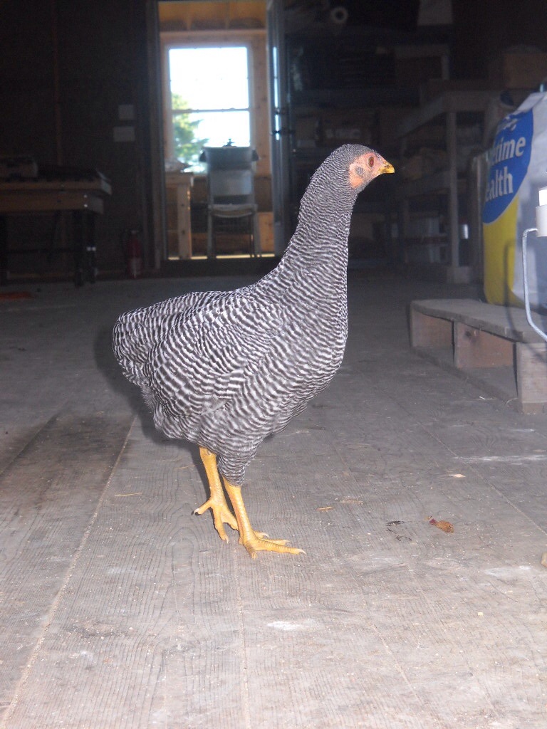 12 week old bantam barred Rock pullet