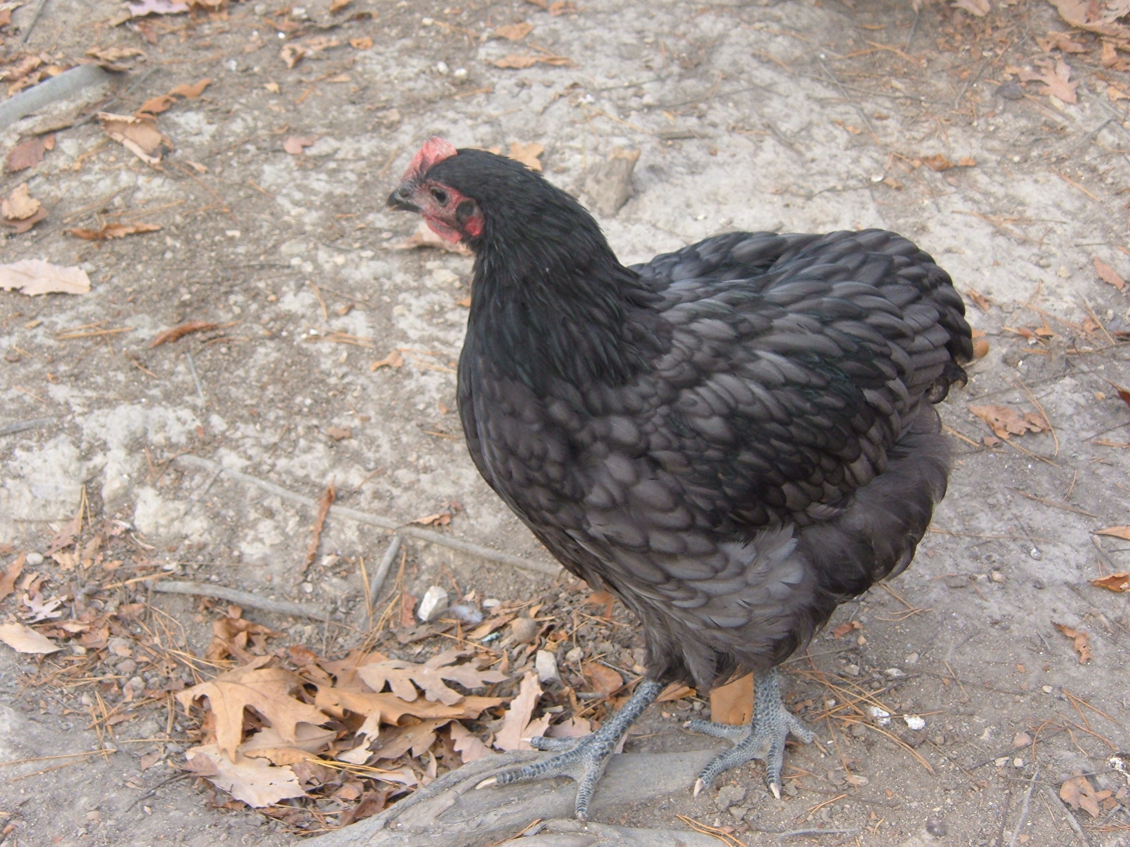 12 weeks.  Blue cockerel