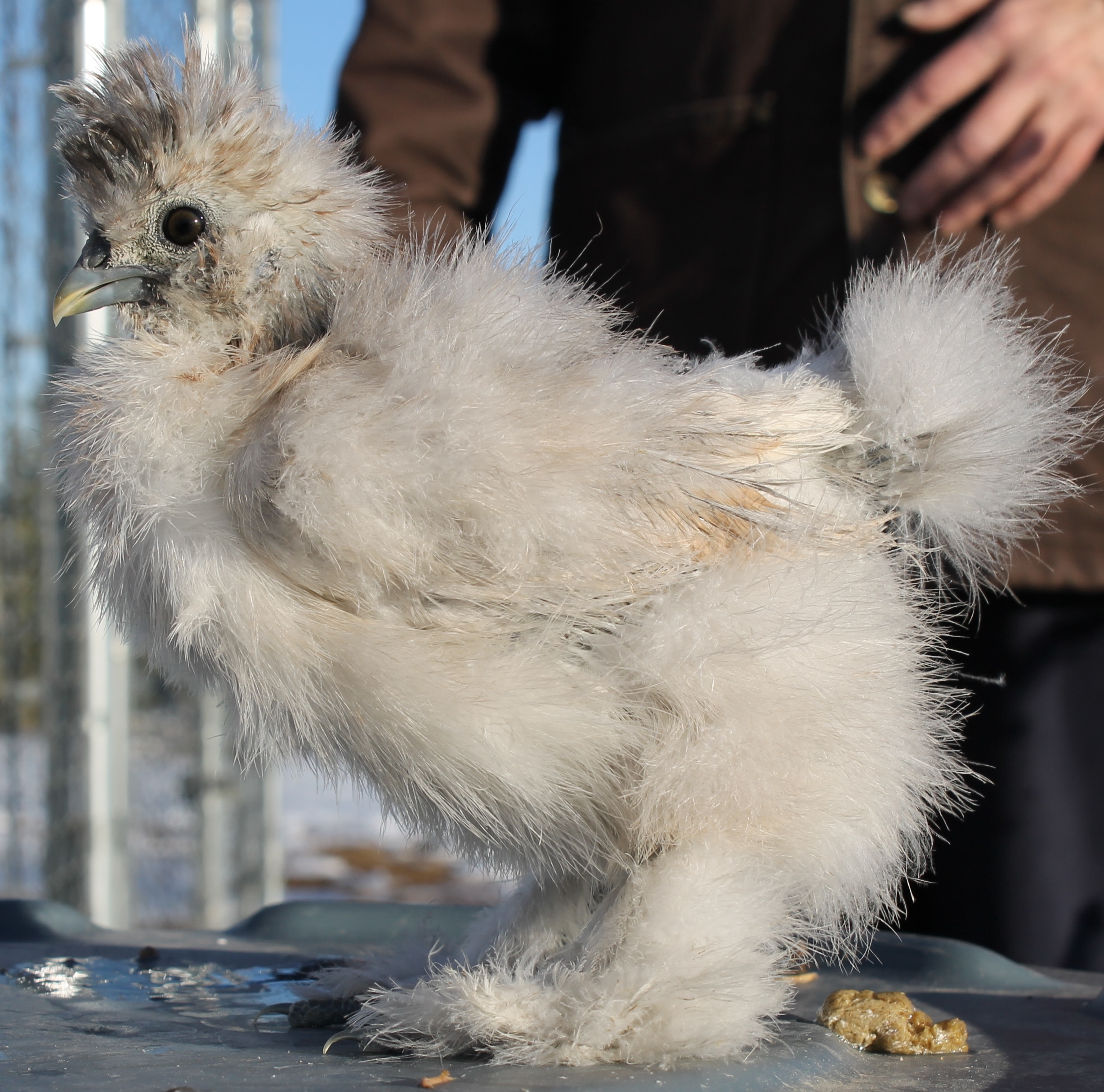 122913 5 weeks Shylee/Catdance