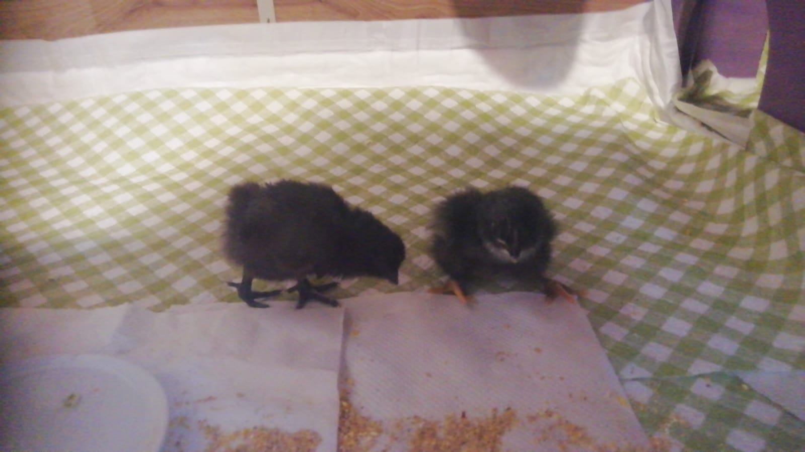 12thmay.jpg 2 newborns