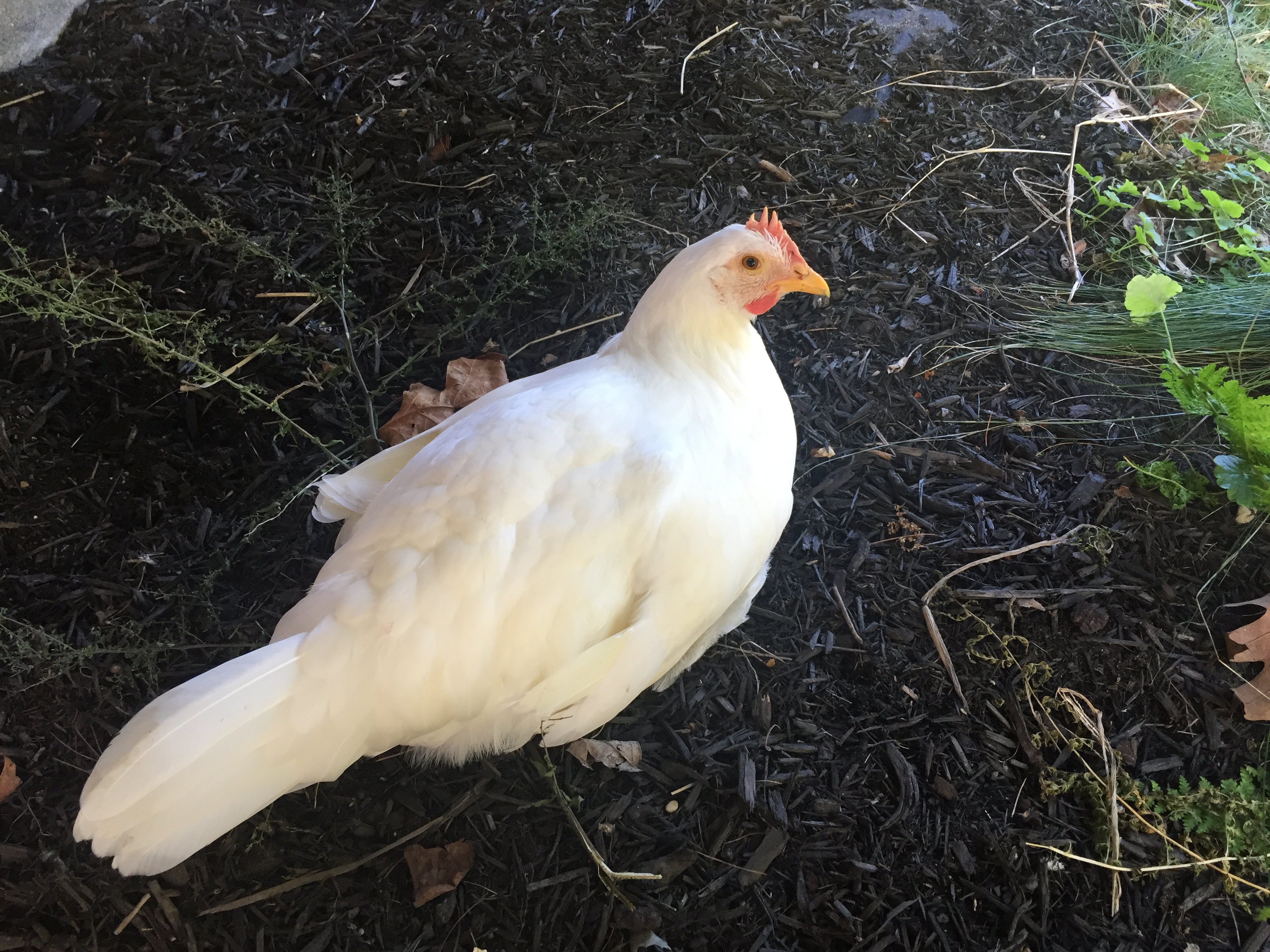 12wk Leghorn aka May